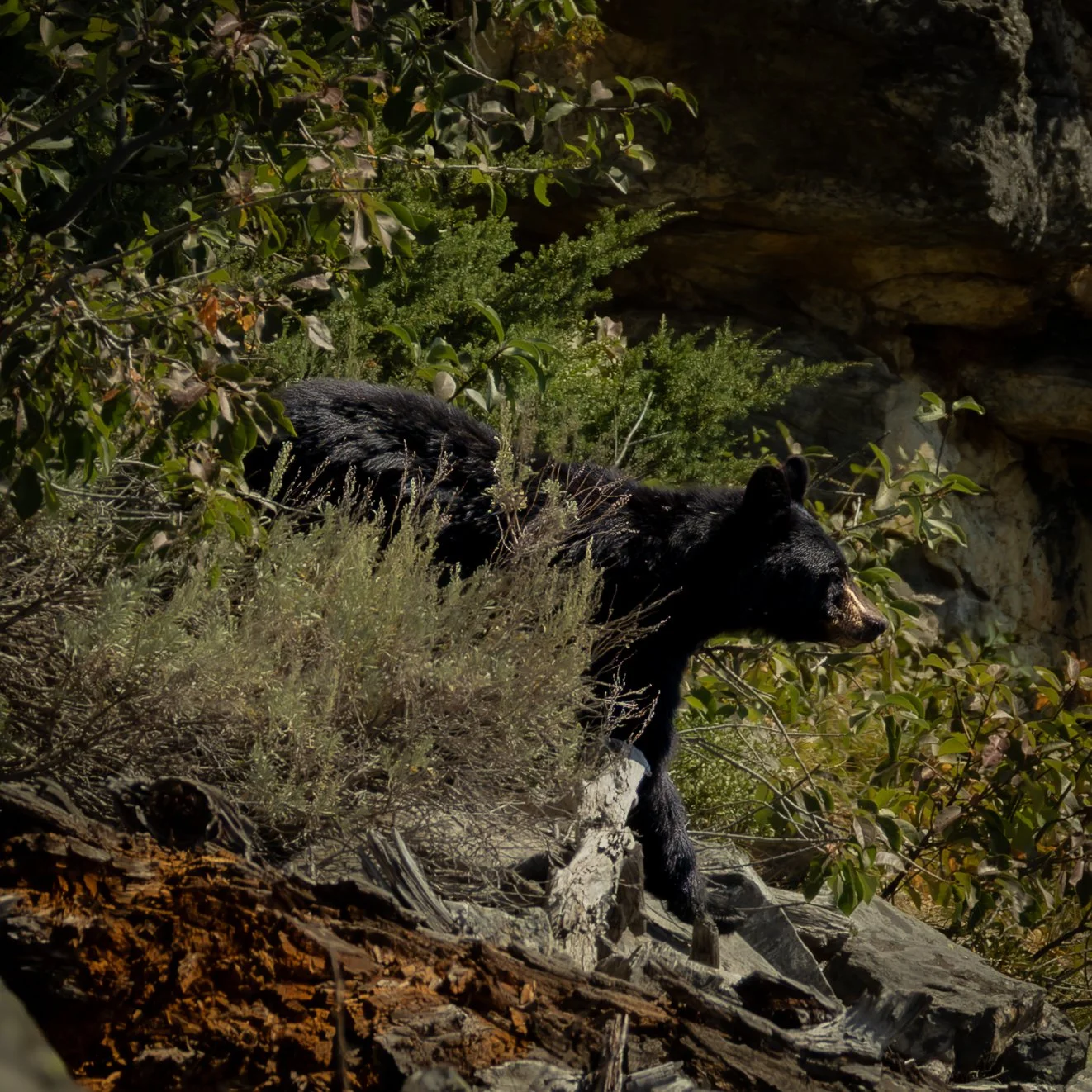 American Blackbear
