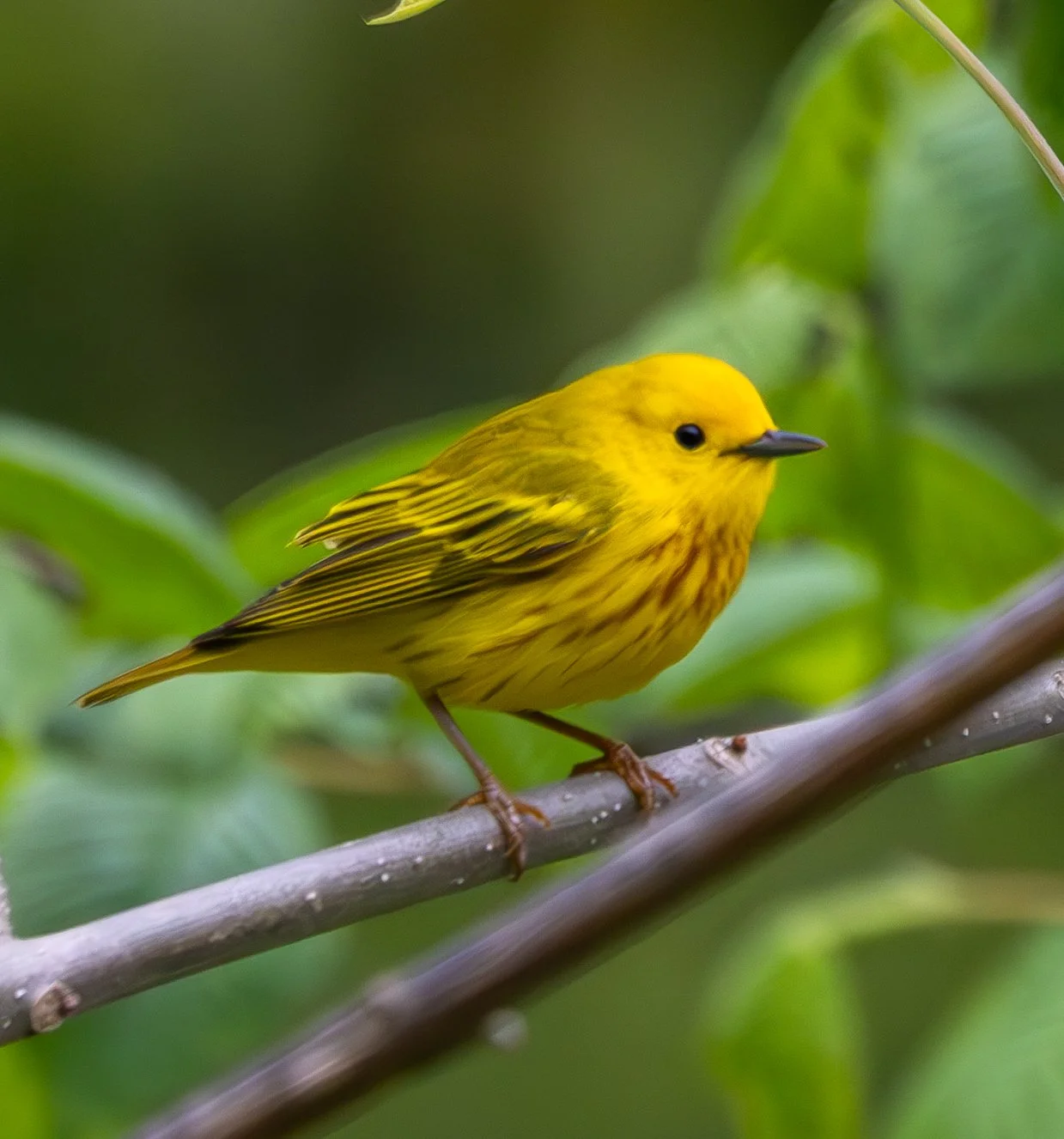 Yellow Warbler-- true to name, almost entirely yellow with some rust chest stripes 