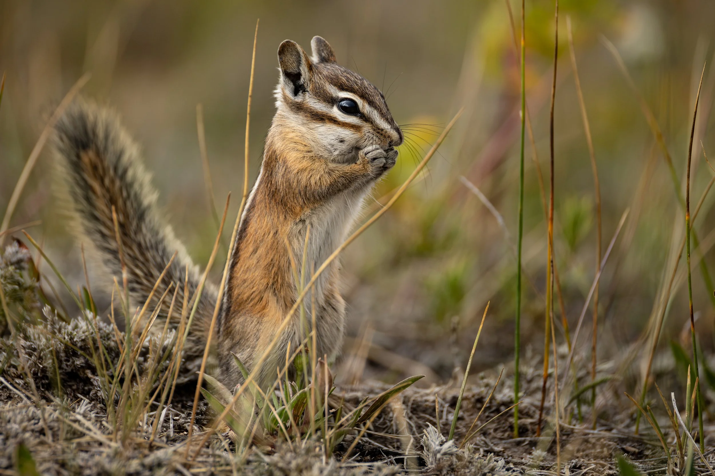 Least Chipmunk
