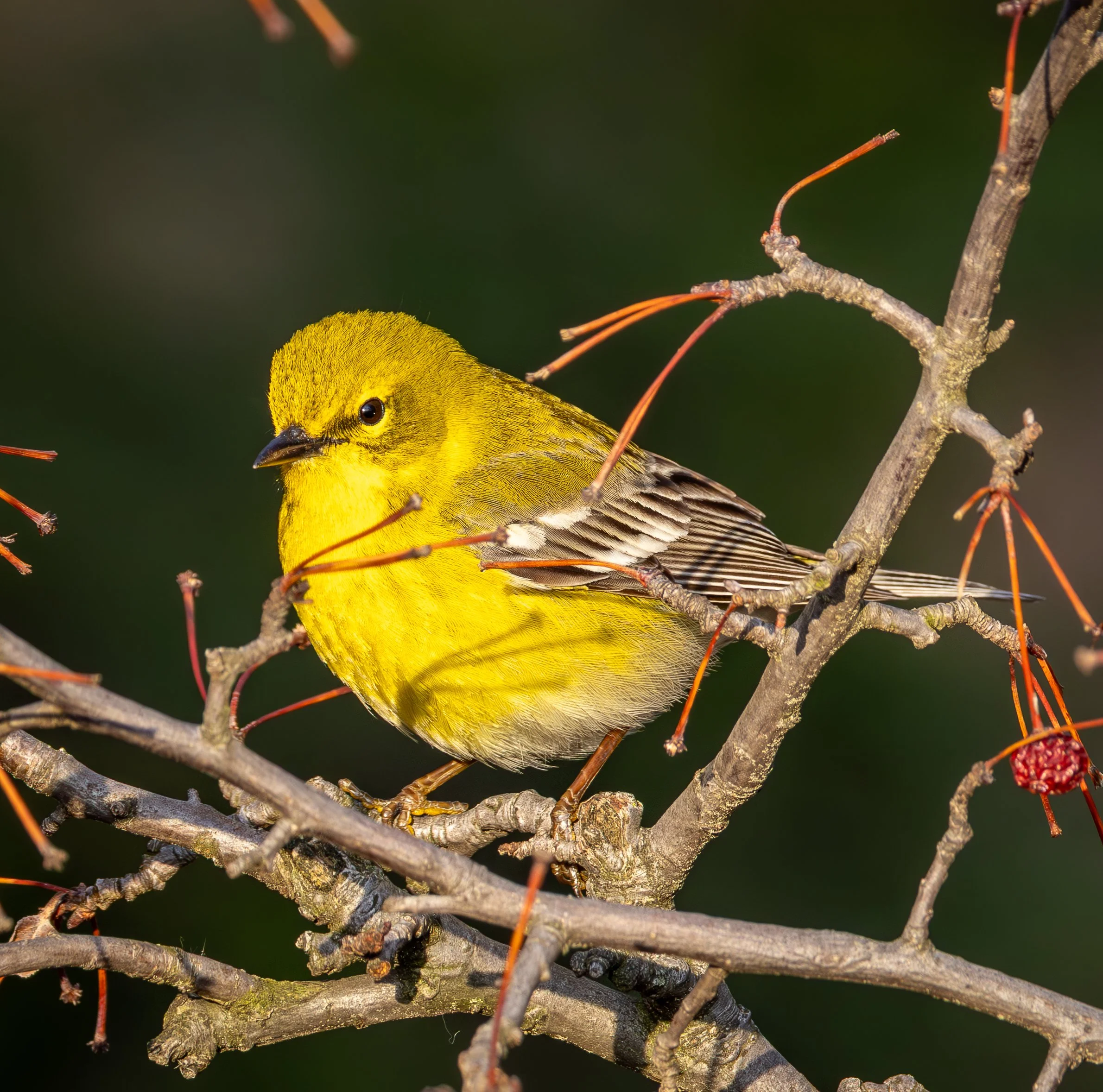 PINE WARBLER