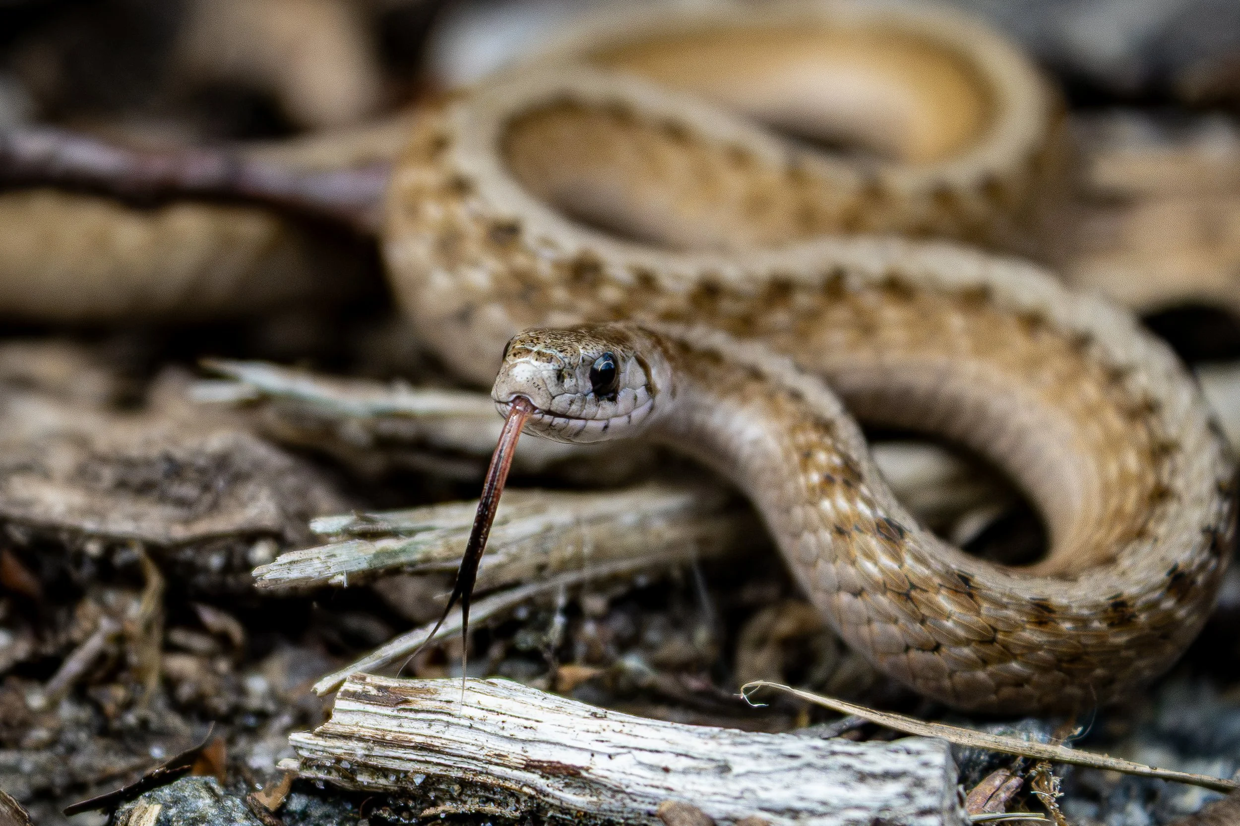 DeKay's Brownsnake