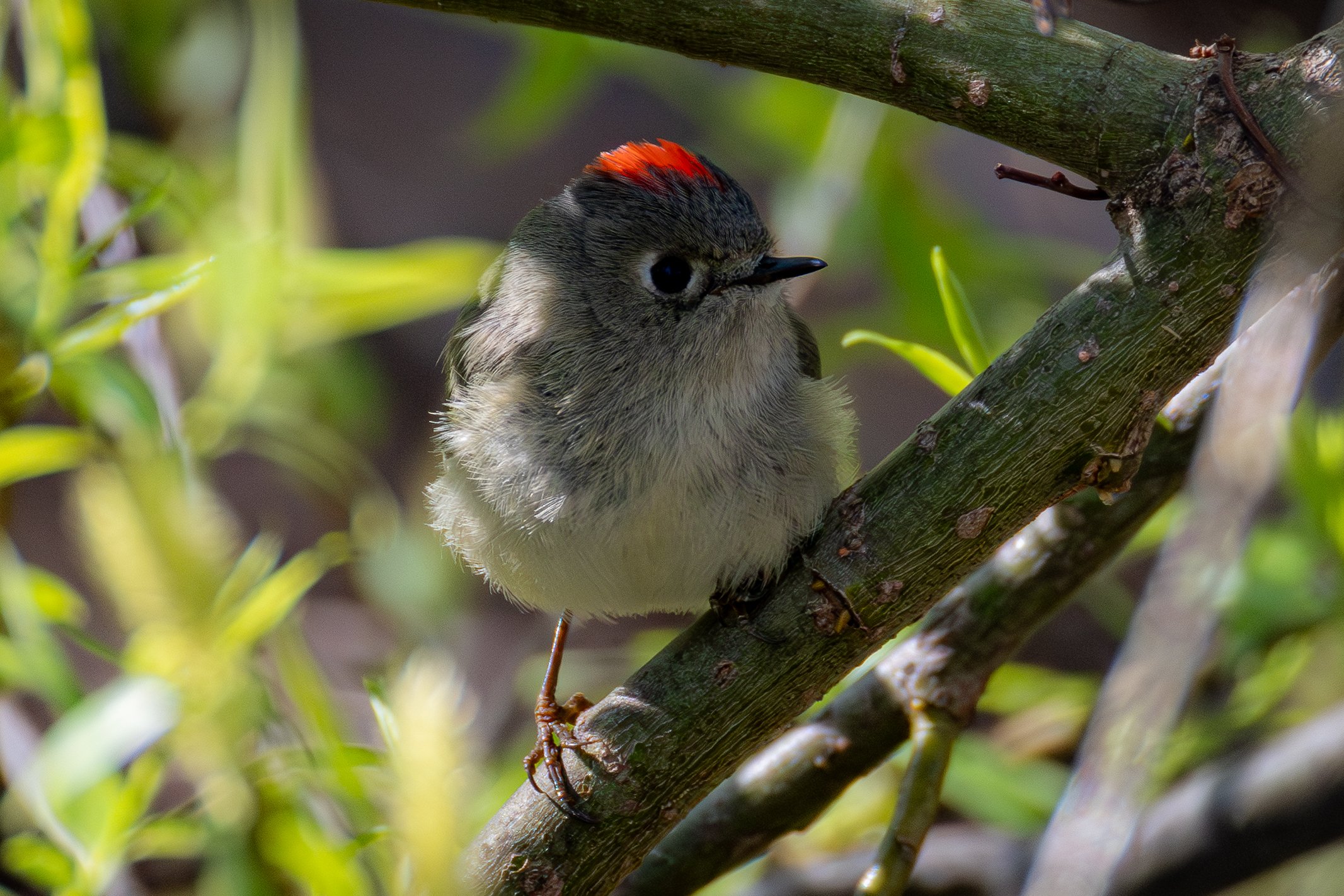Ruby-crowned Kinglet is mostly gold but sports a bright red spot on their head.