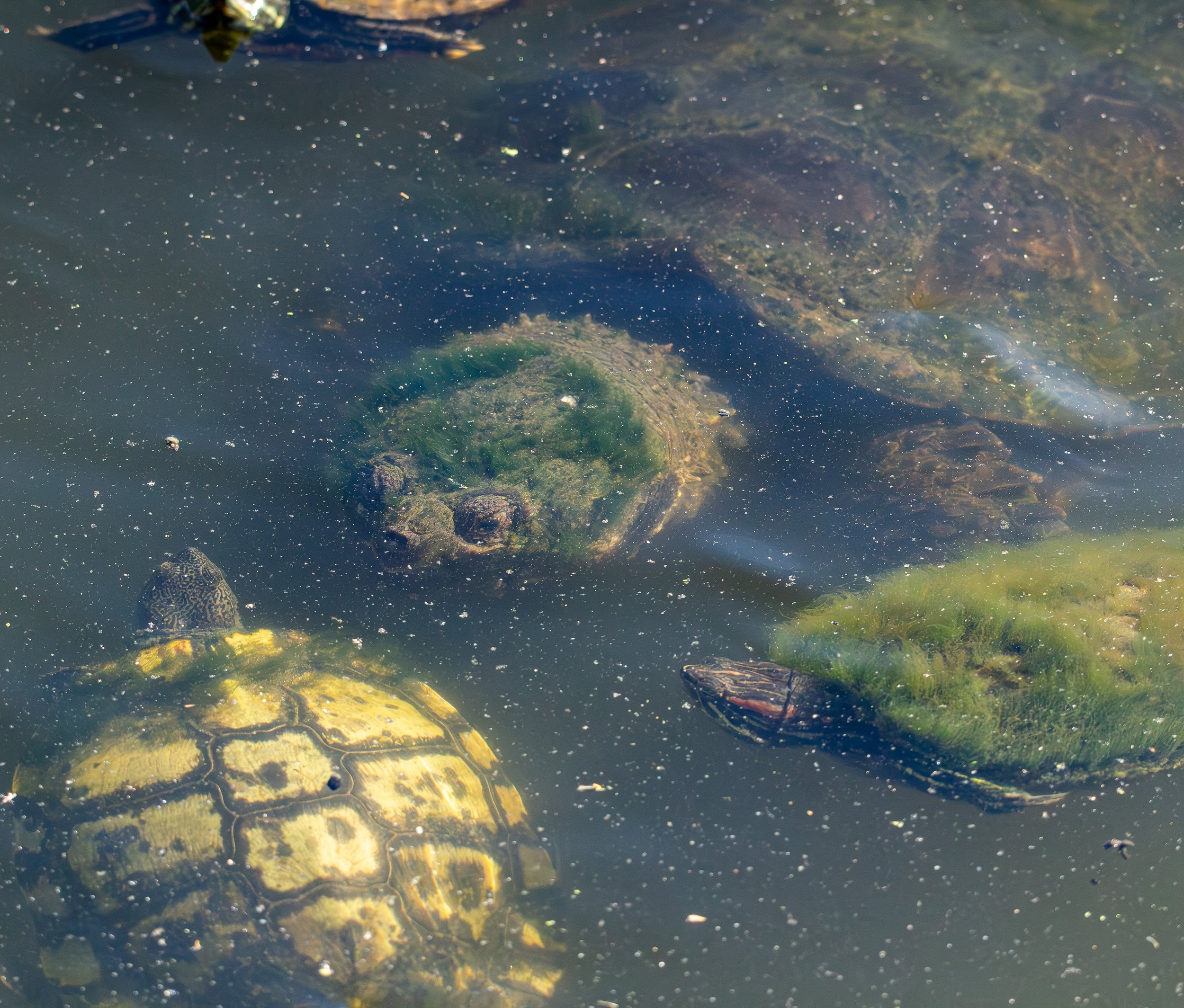 Common Snapping Turtle, Central Park