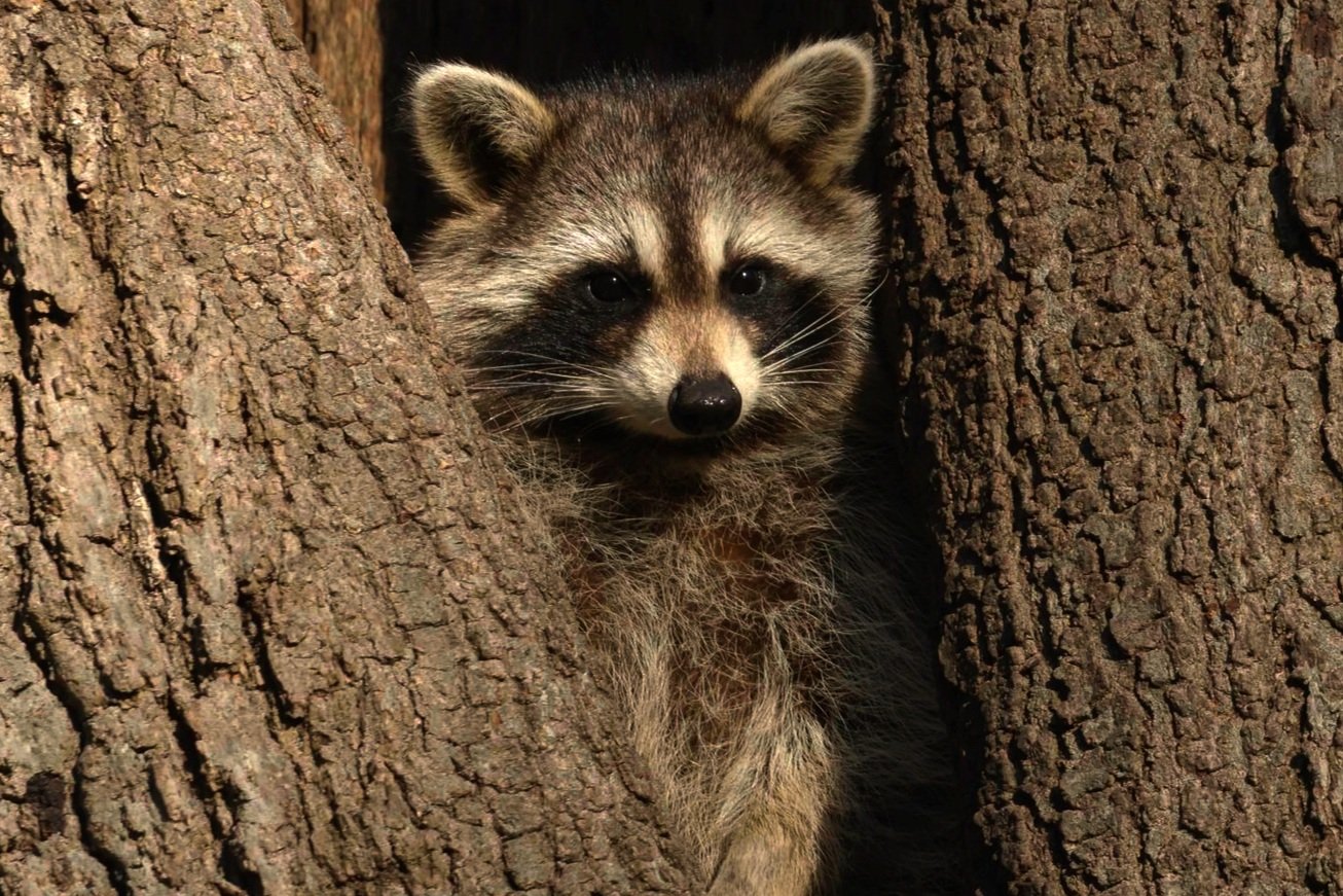 Bright Eyes-Twin-PBP-w22.jpg