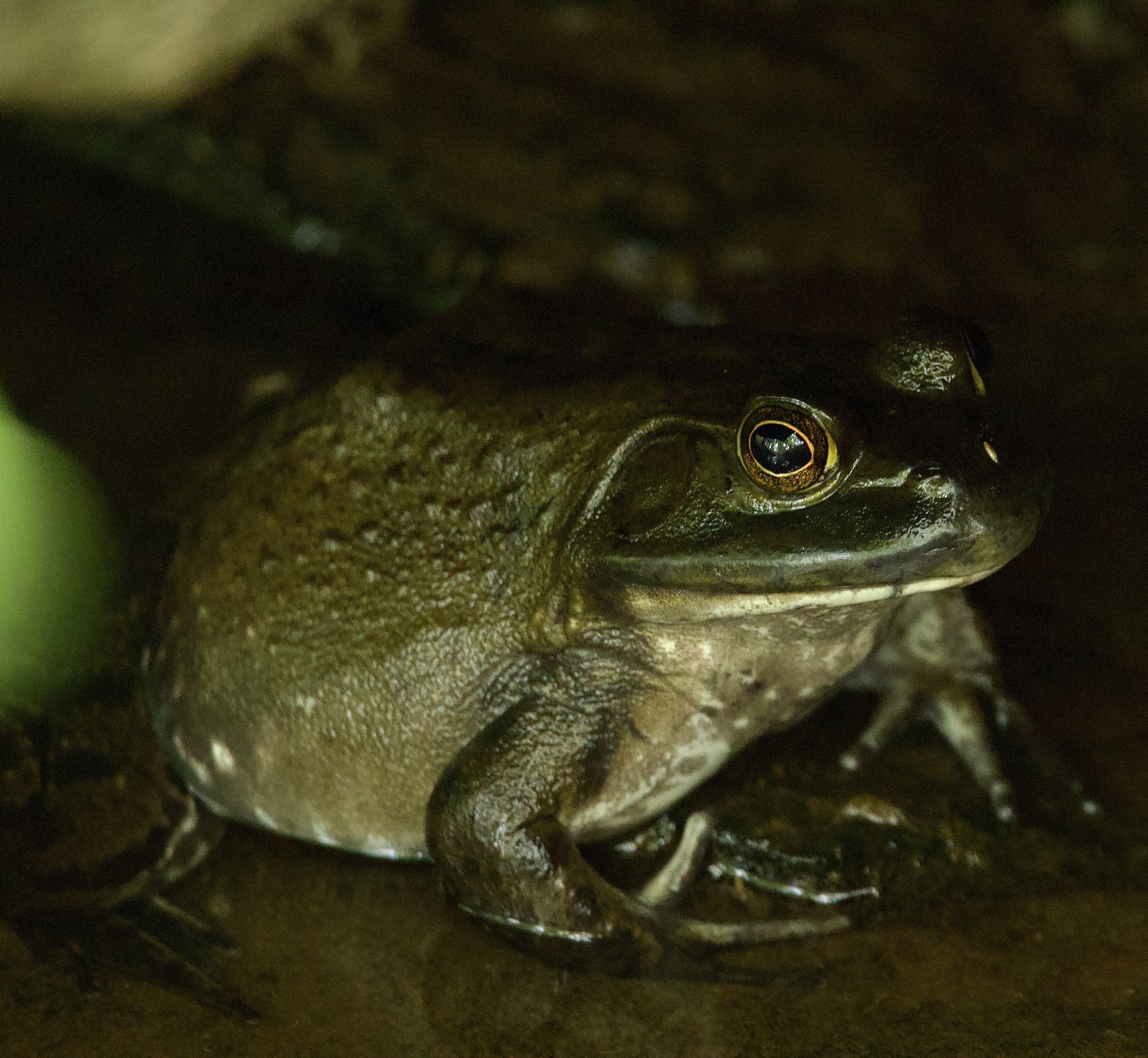 American Bullfrog, Van Cortlandt Park
