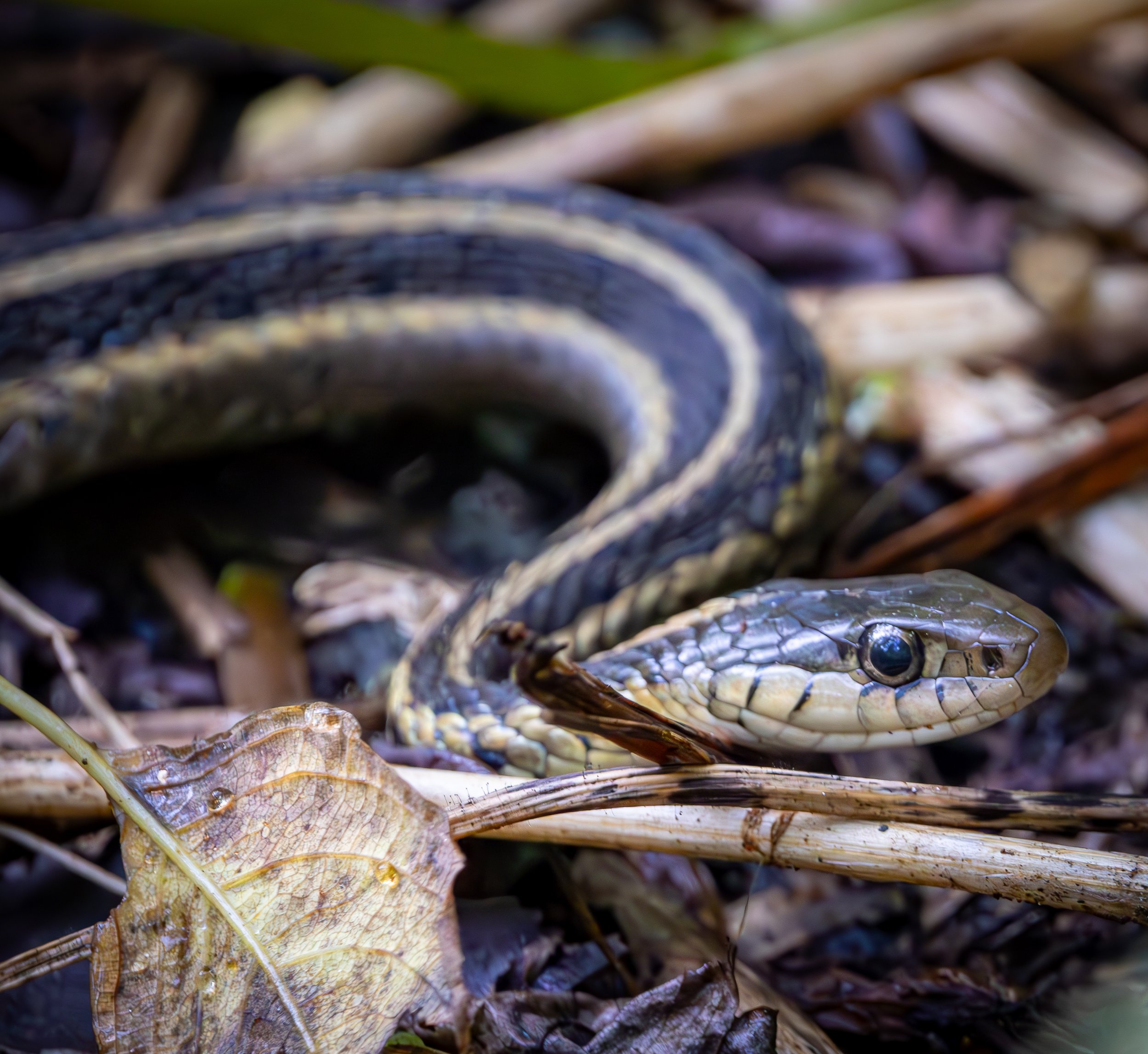 Garter Snake, Van Cortlandt Park