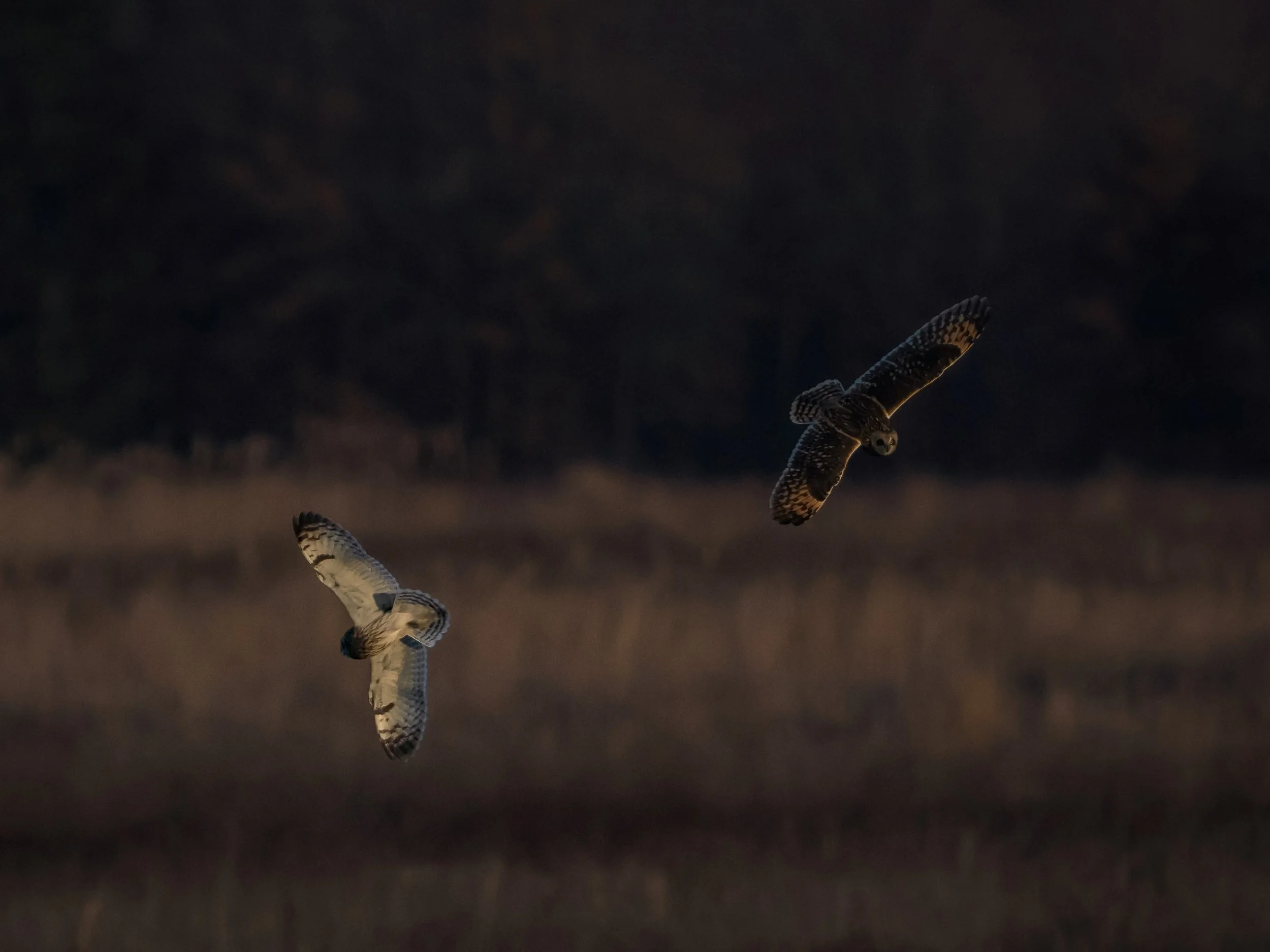 Short-eared Owls scoping each other out