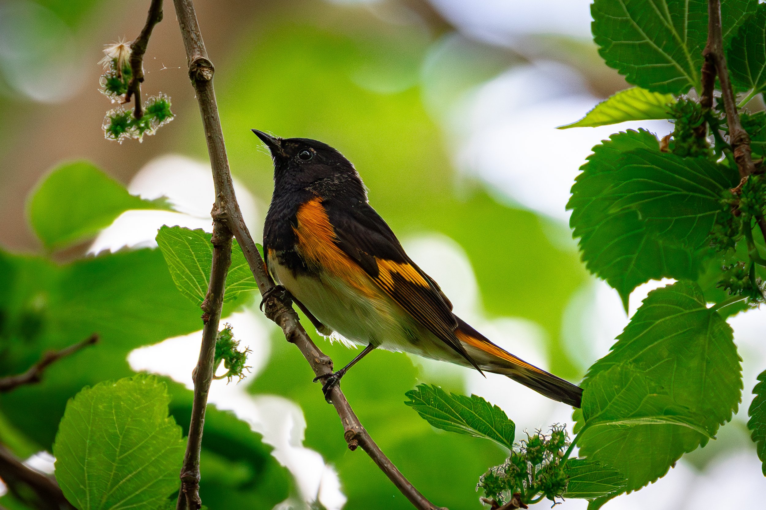 American Redstart
