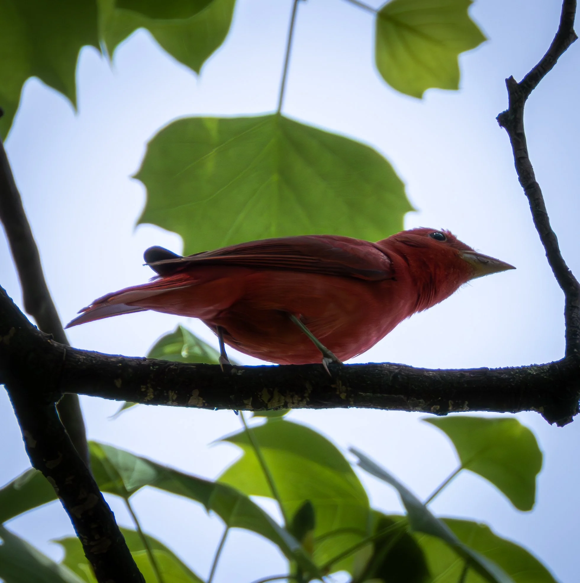 SUMMER TANAGER