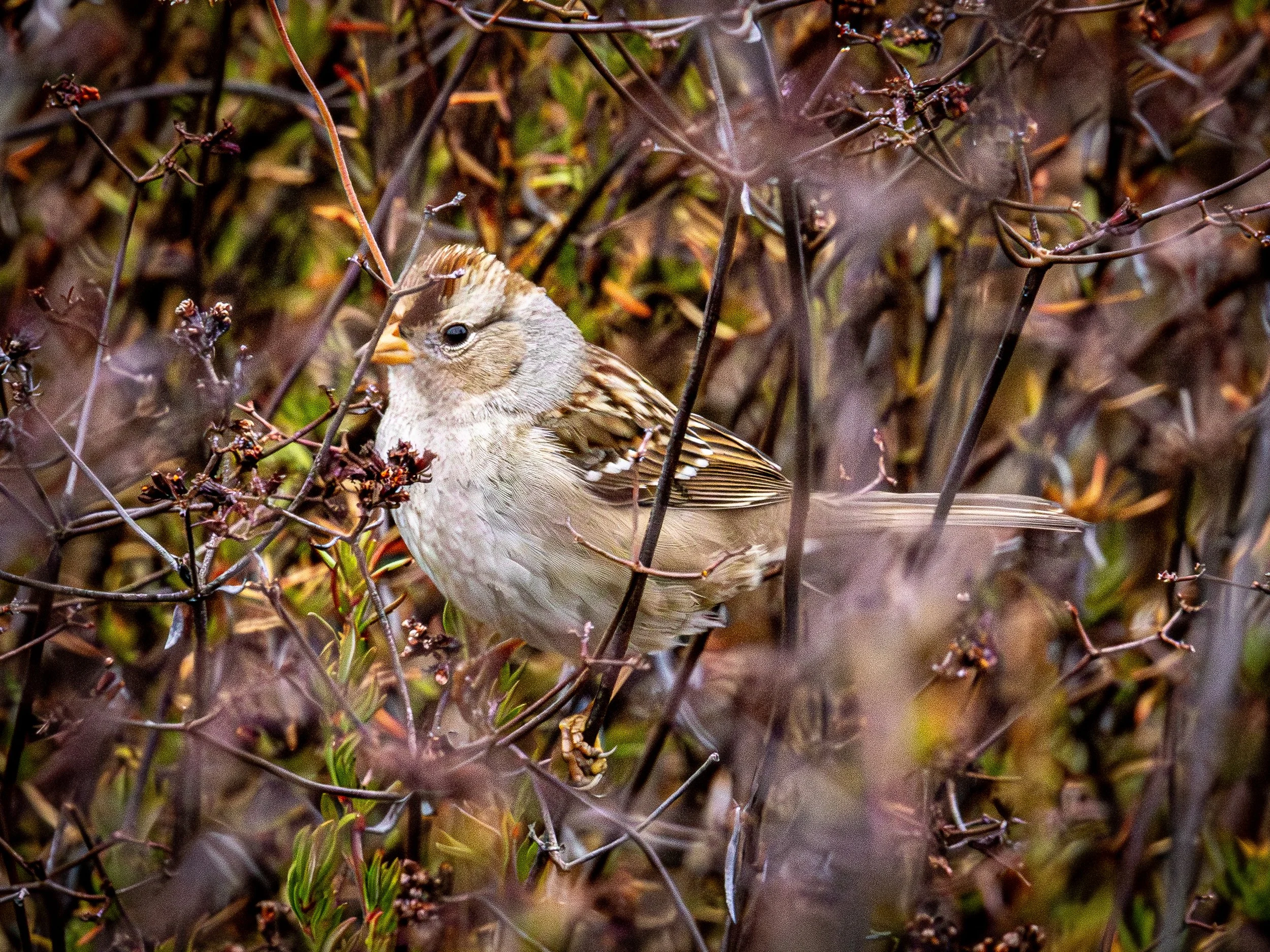 Rufous Crowned Sparrow