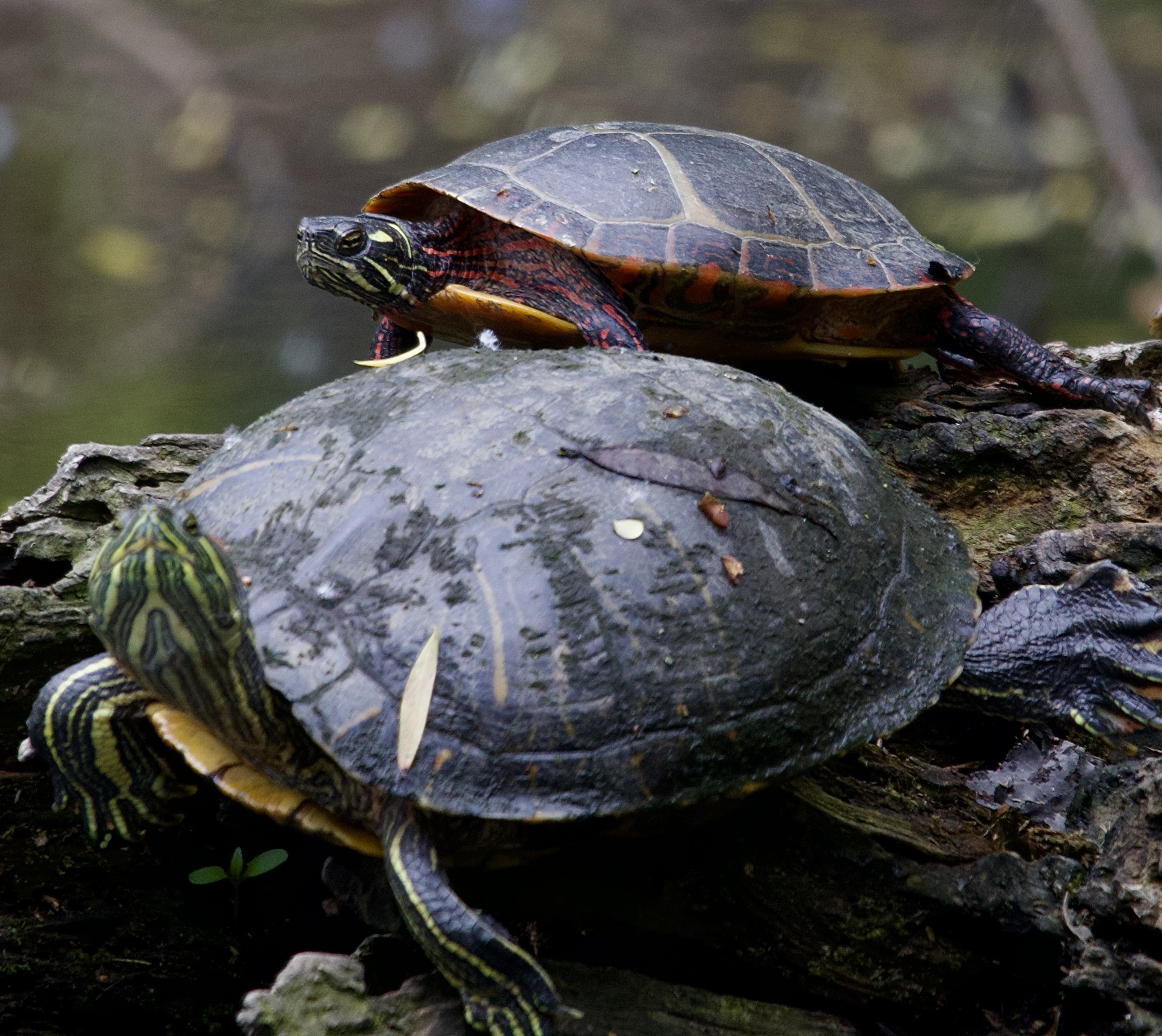 Painted Turtle, Central Park