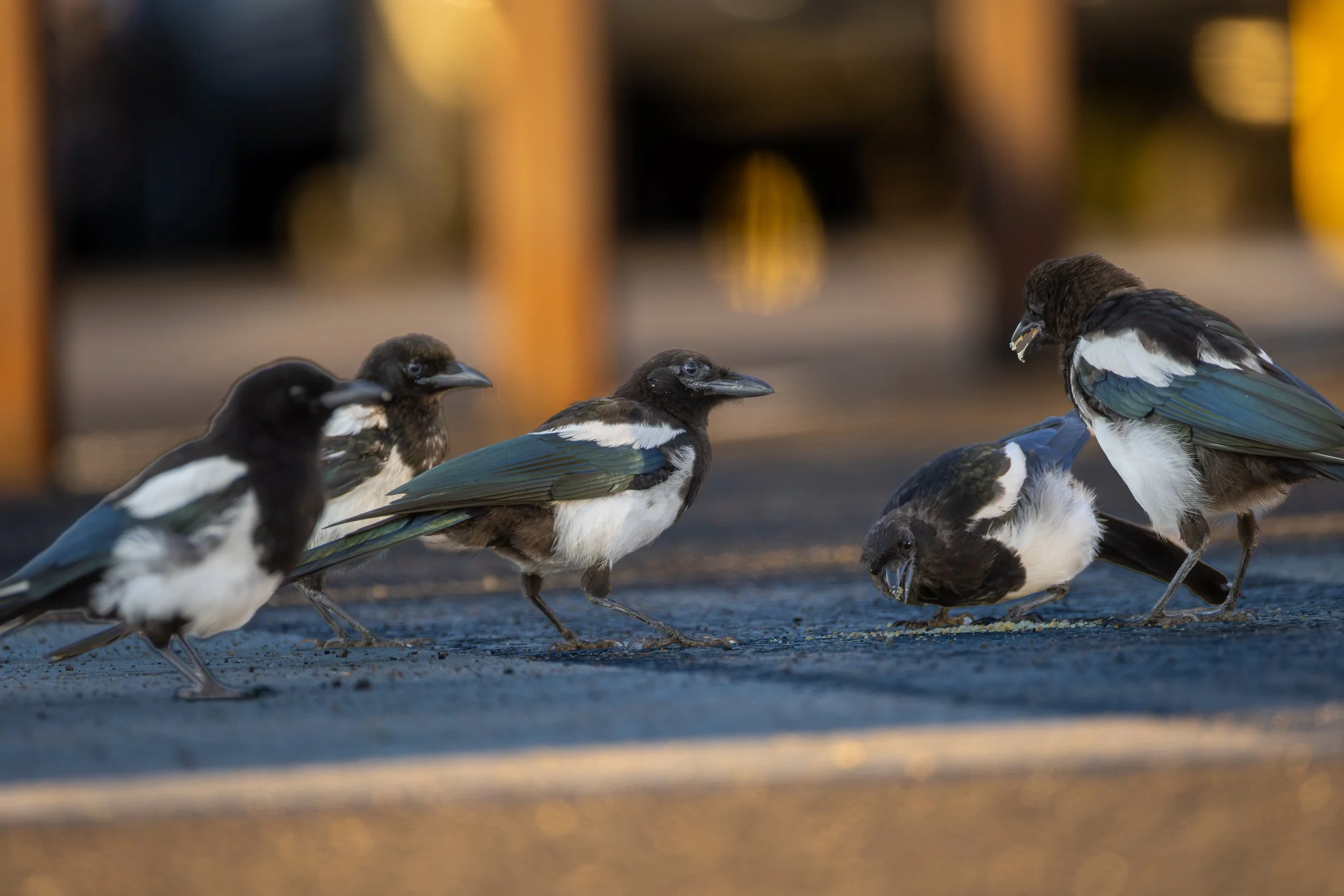Black-billed Magpies outside the Jackson Hole Airport
