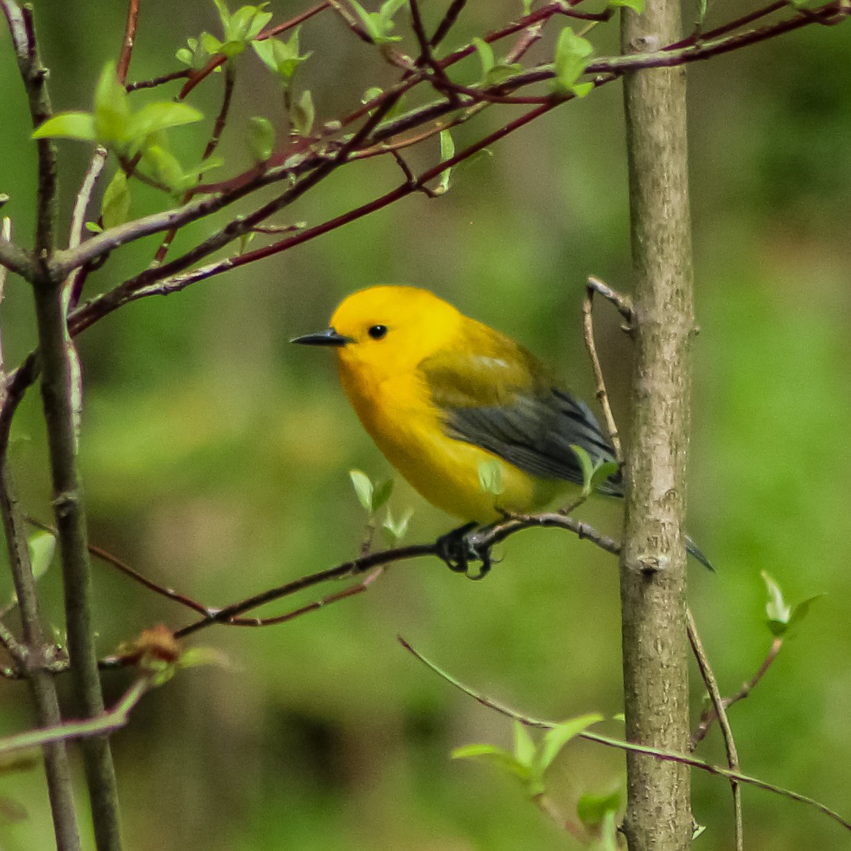 Prothonotary Warbler has a bright yellow body with grey wings and a jet black beak and eyes.