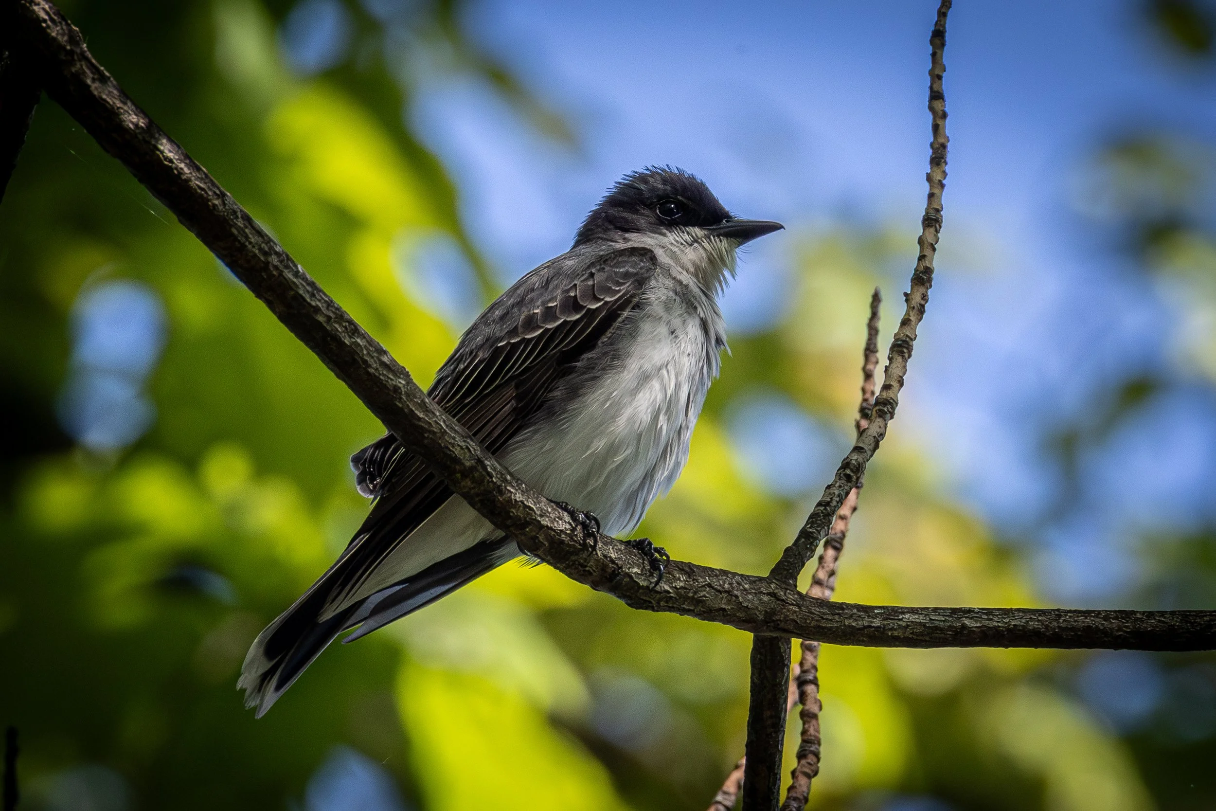Eastern Kingbird