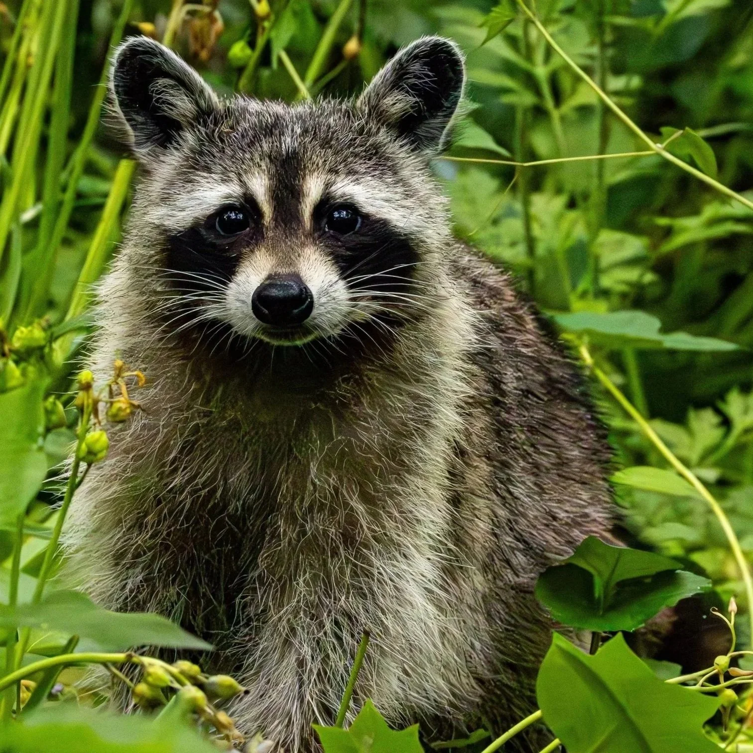 A North American Raccoon
