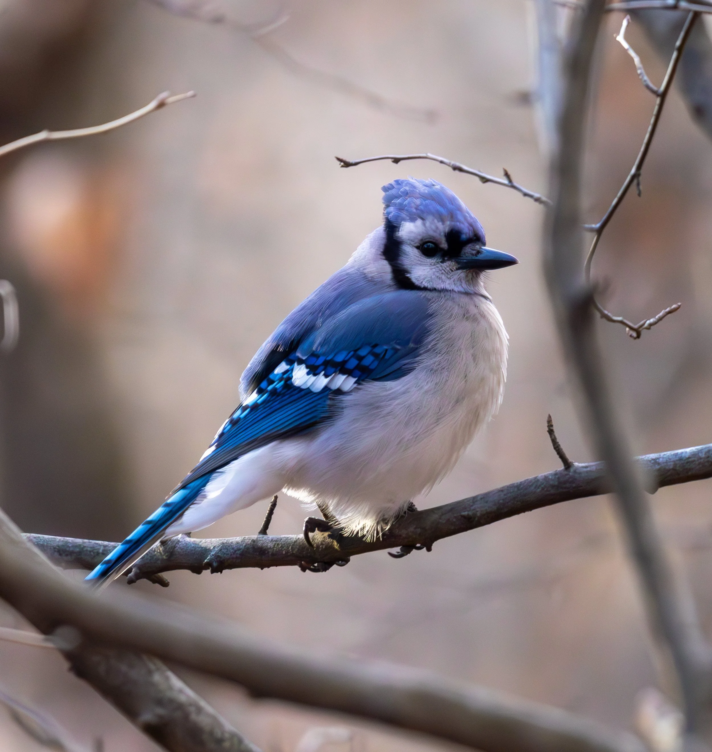 Blue Jay
