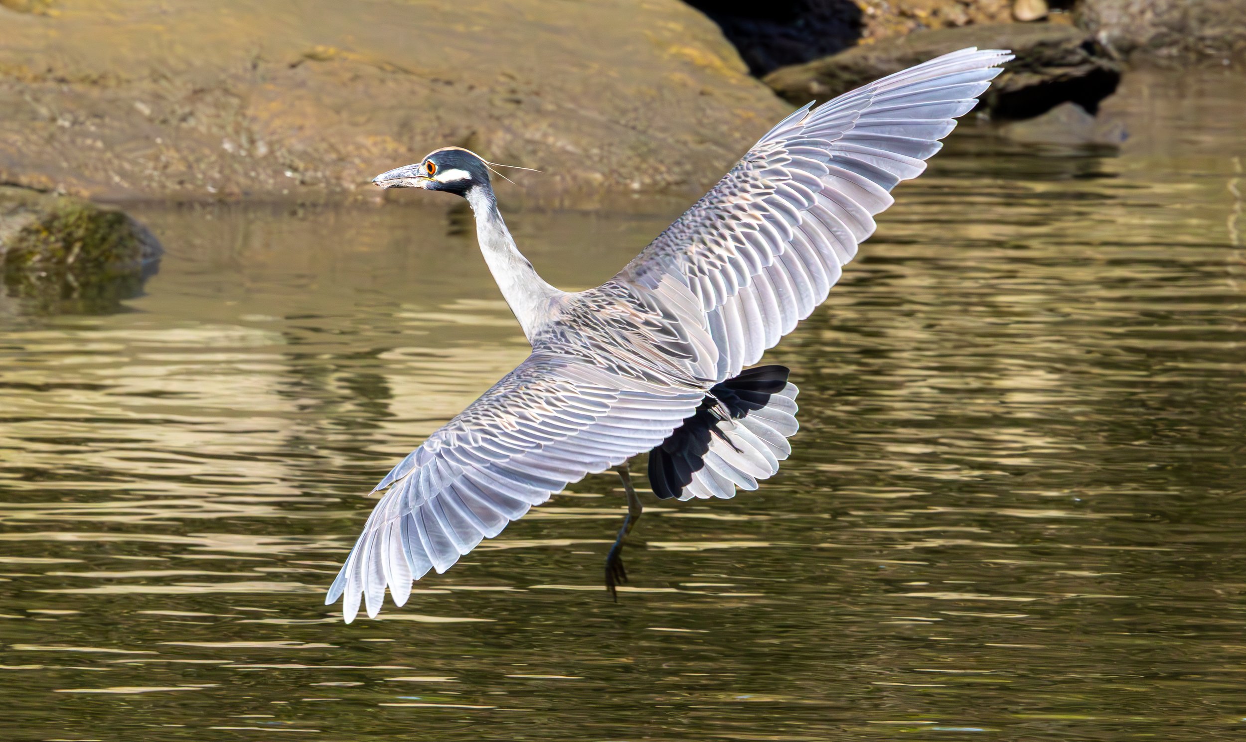Yellow-crowned Night Heron, Randall's Island