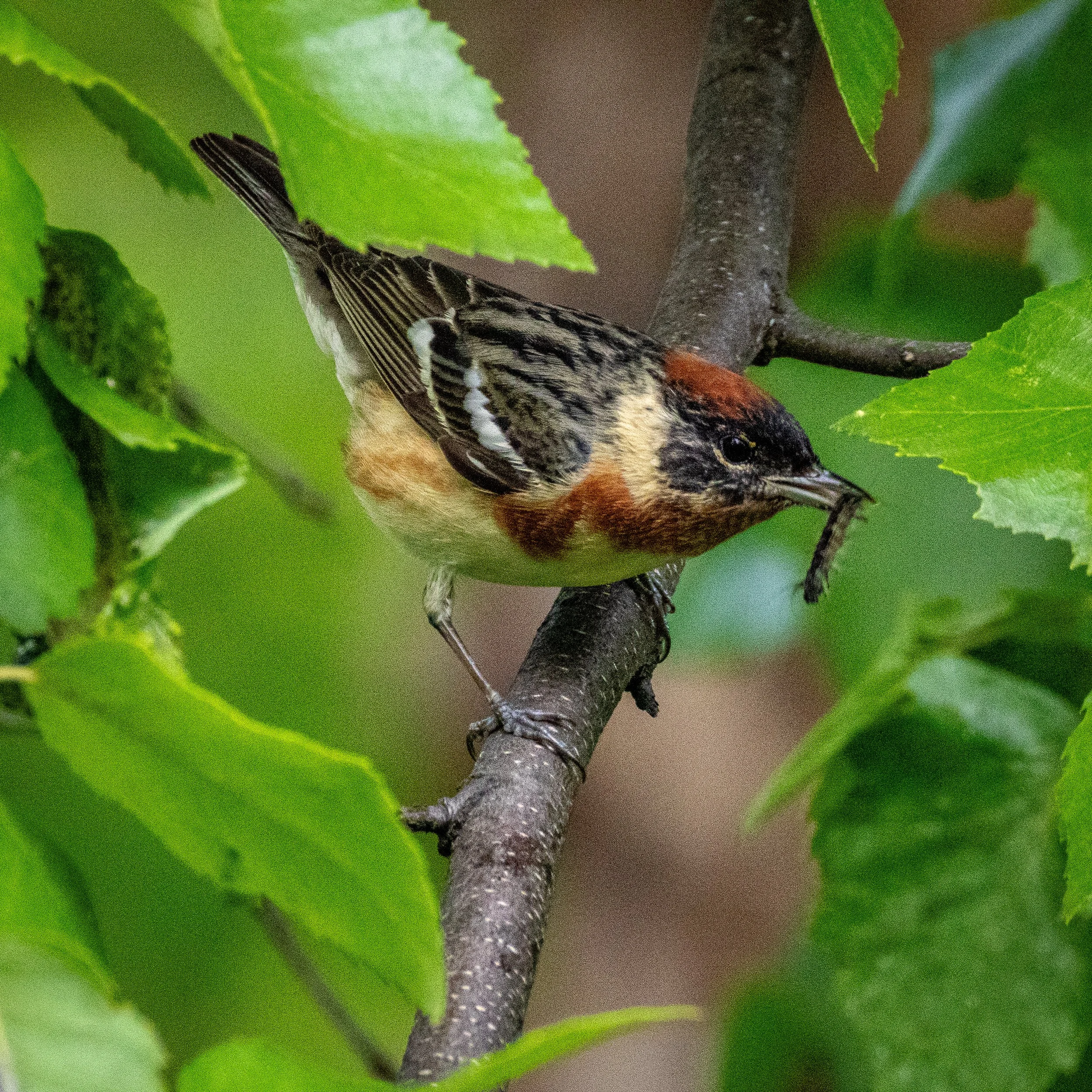 Bay-breasted warbler has a rusty cap and chest with cream colored body and grey/black wings