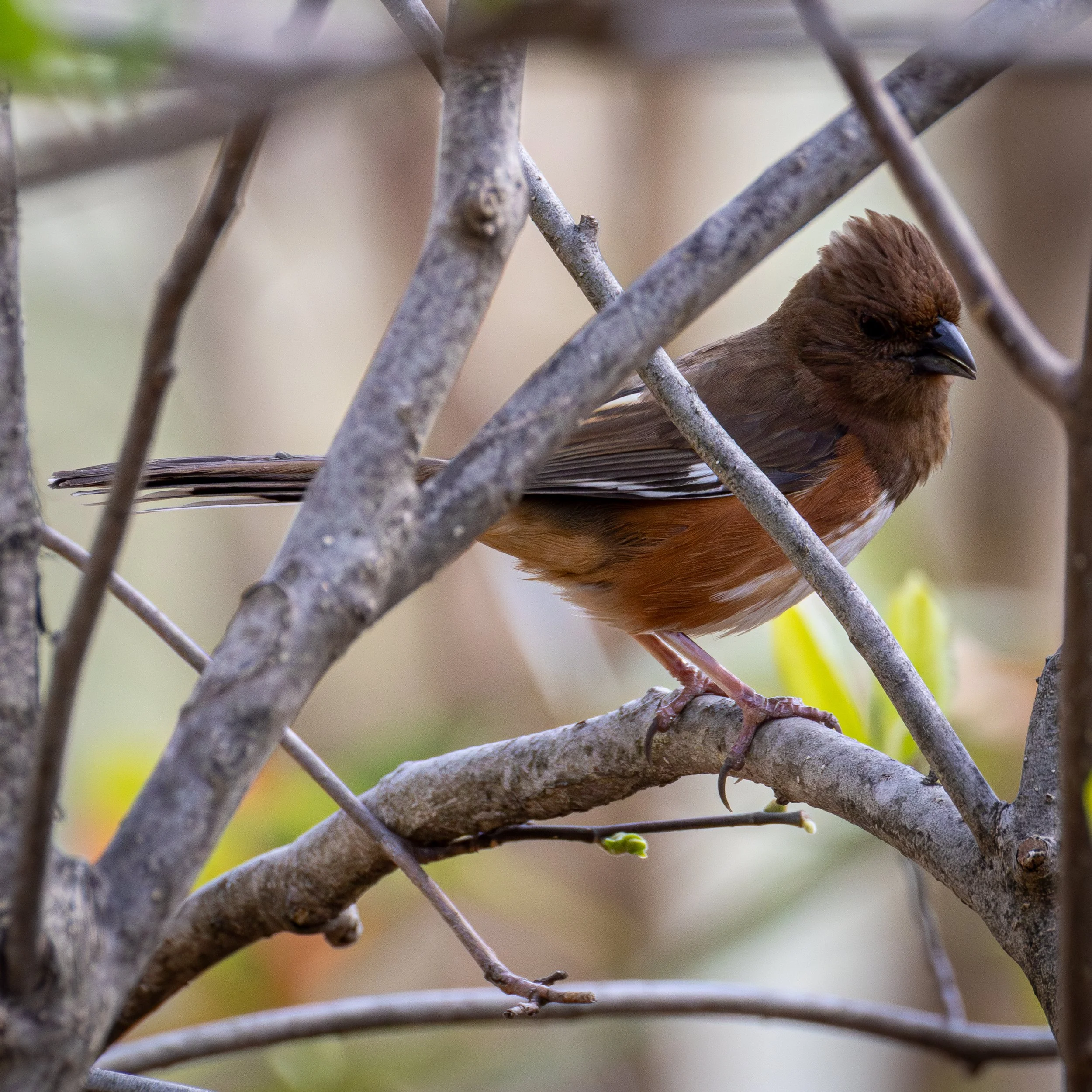 Eastern Towhee has a rusty or black head and back, white accents, and an orange underside. 