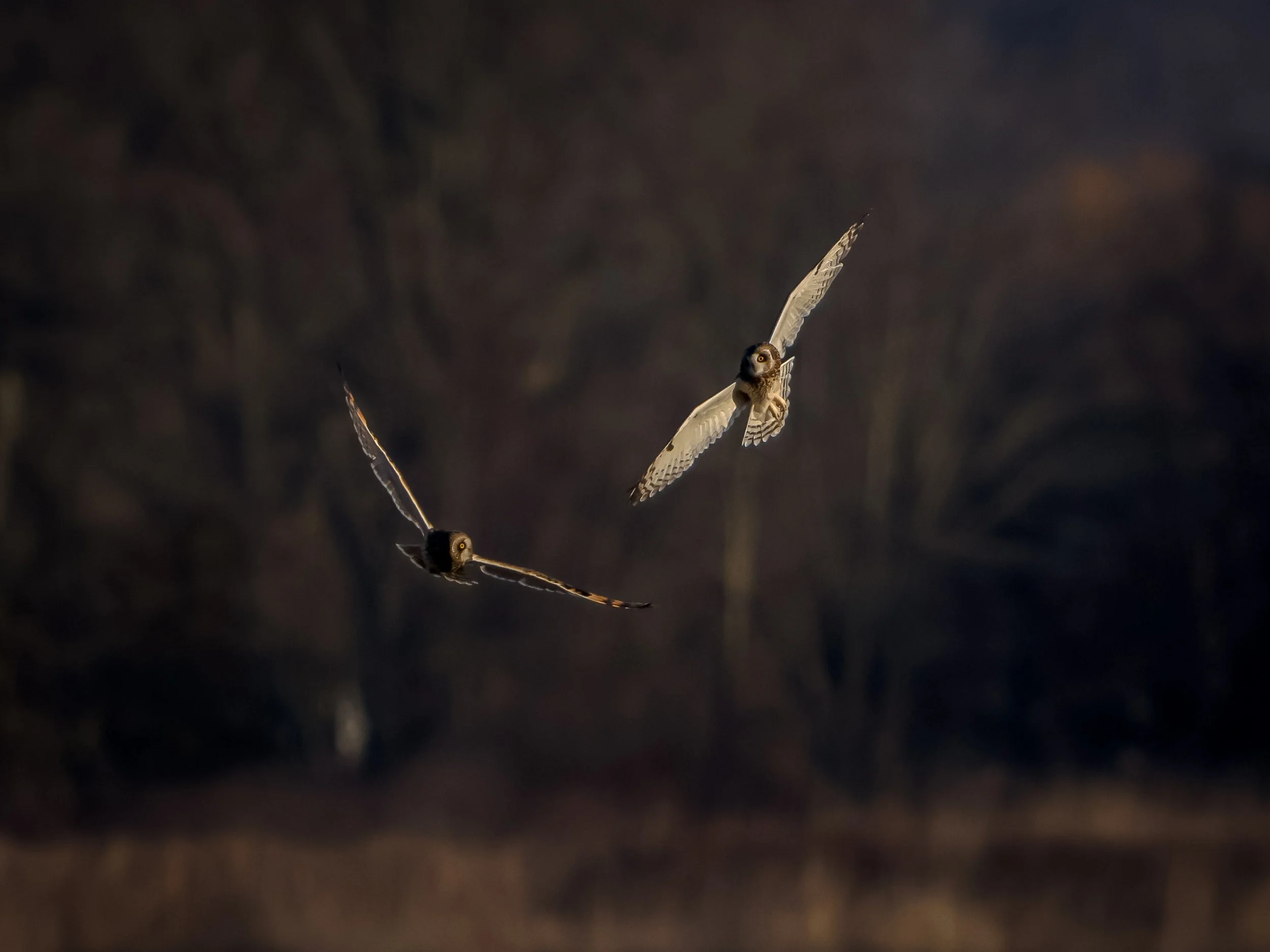 Short-eared Owls engaged in territorial skirmishes