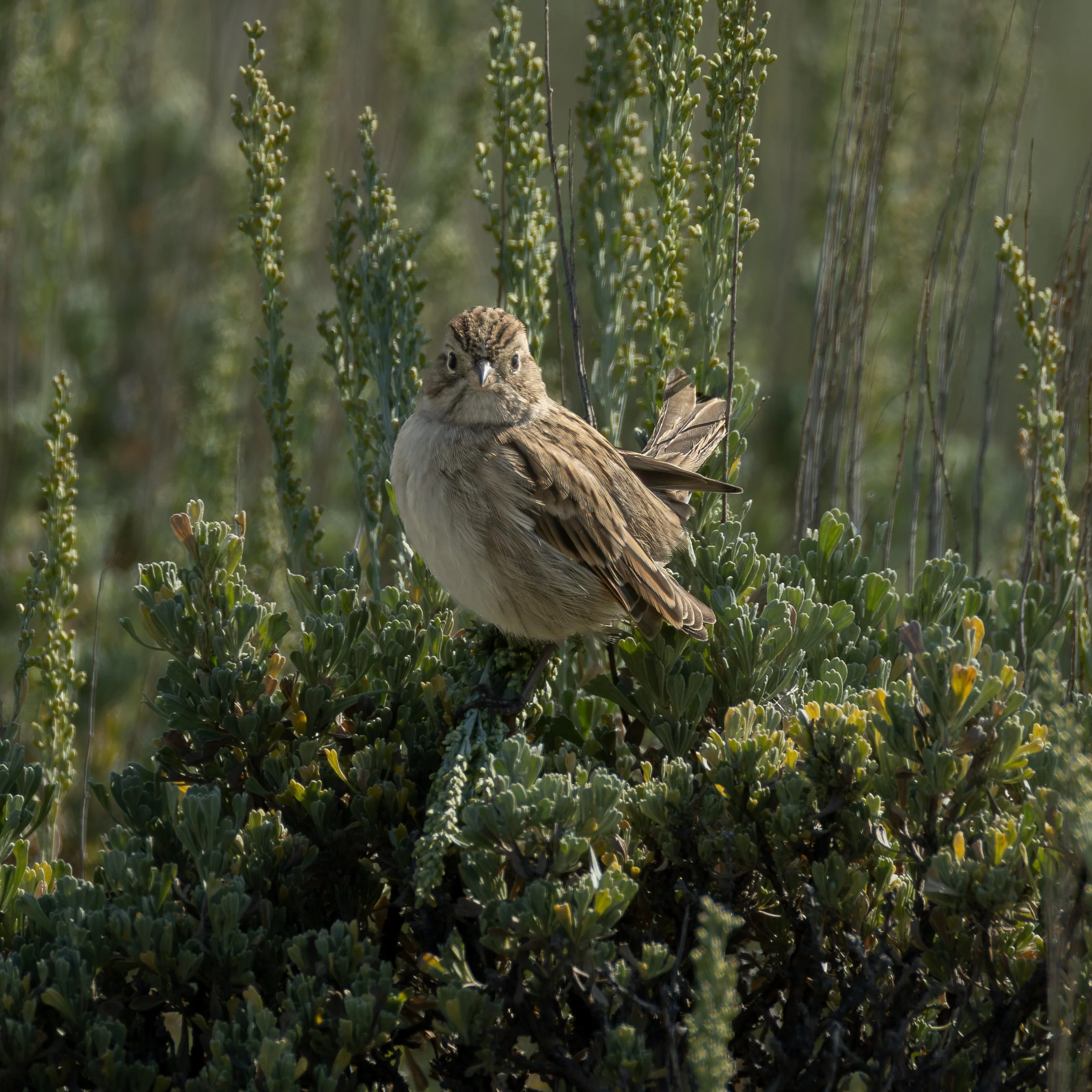 Brewster's Sparrow