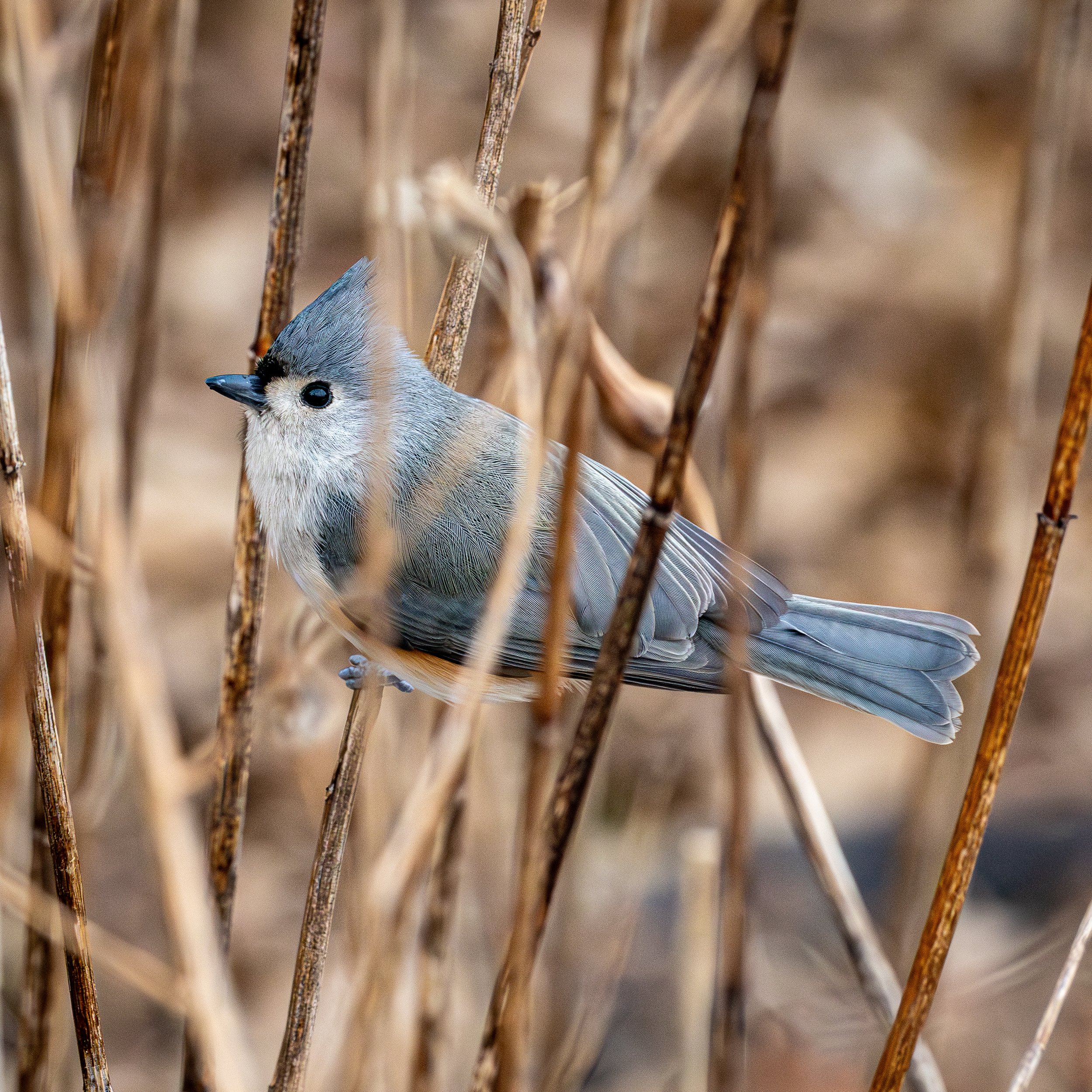 Tufted Titmouse