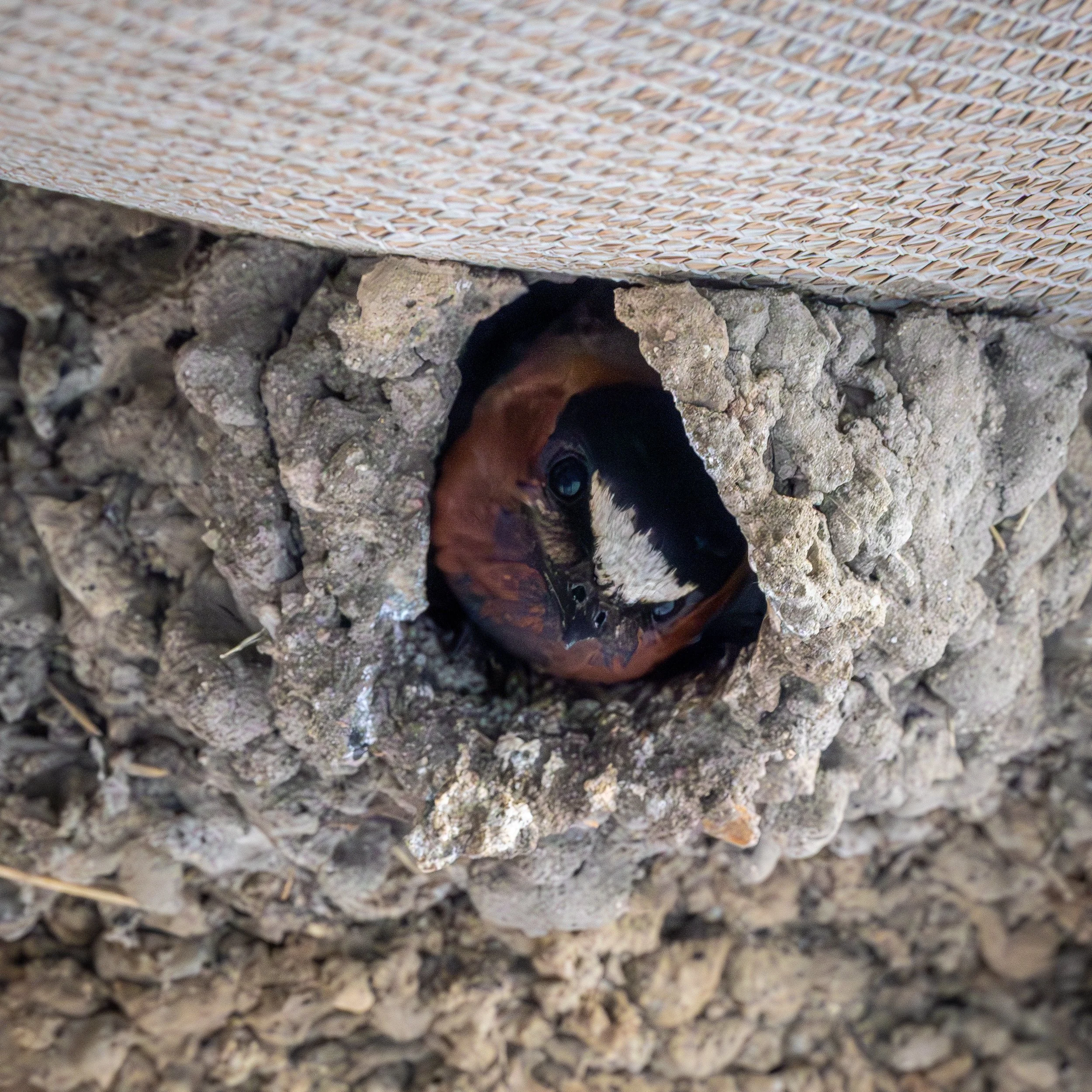 Cliff Swallow