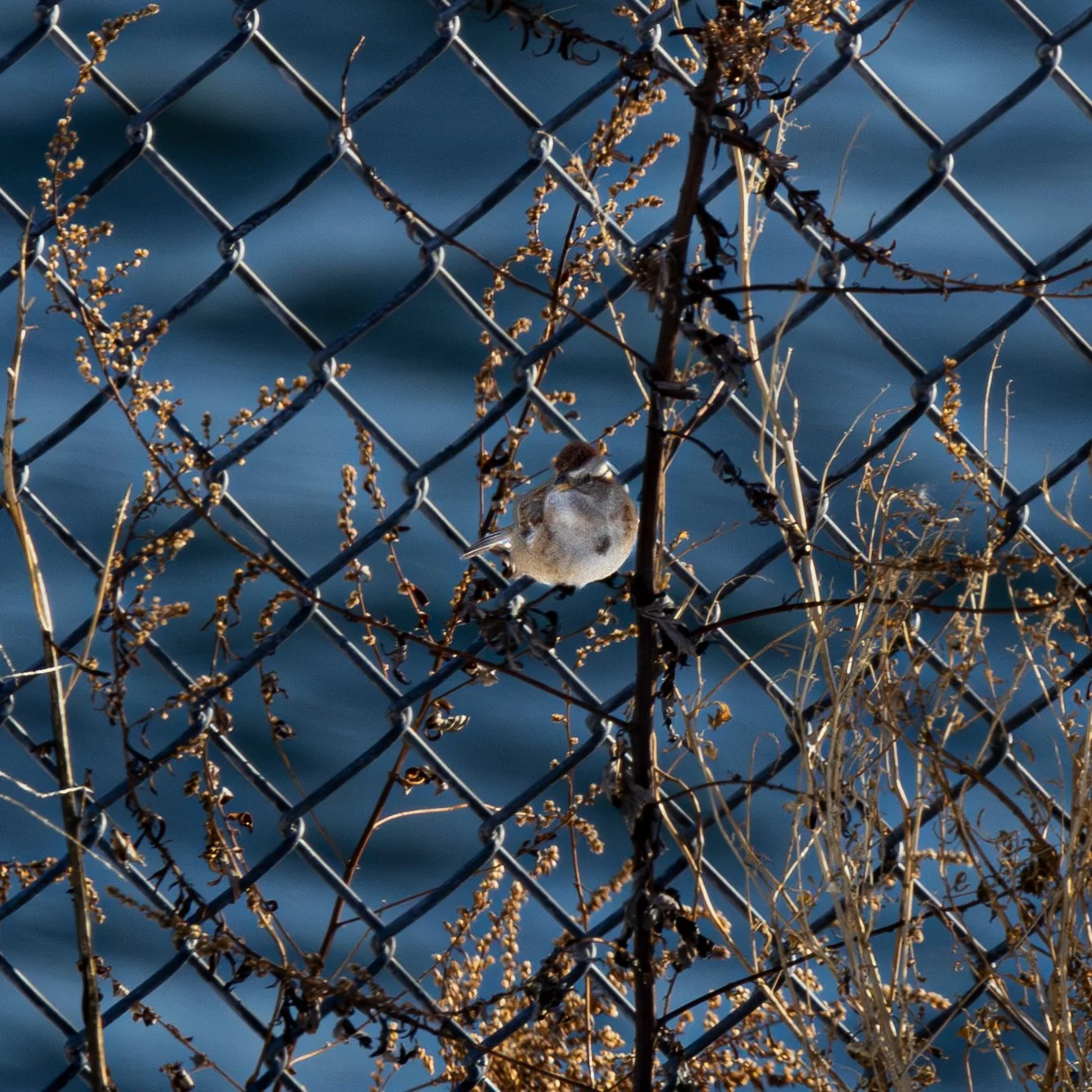 American Tree Sparrow