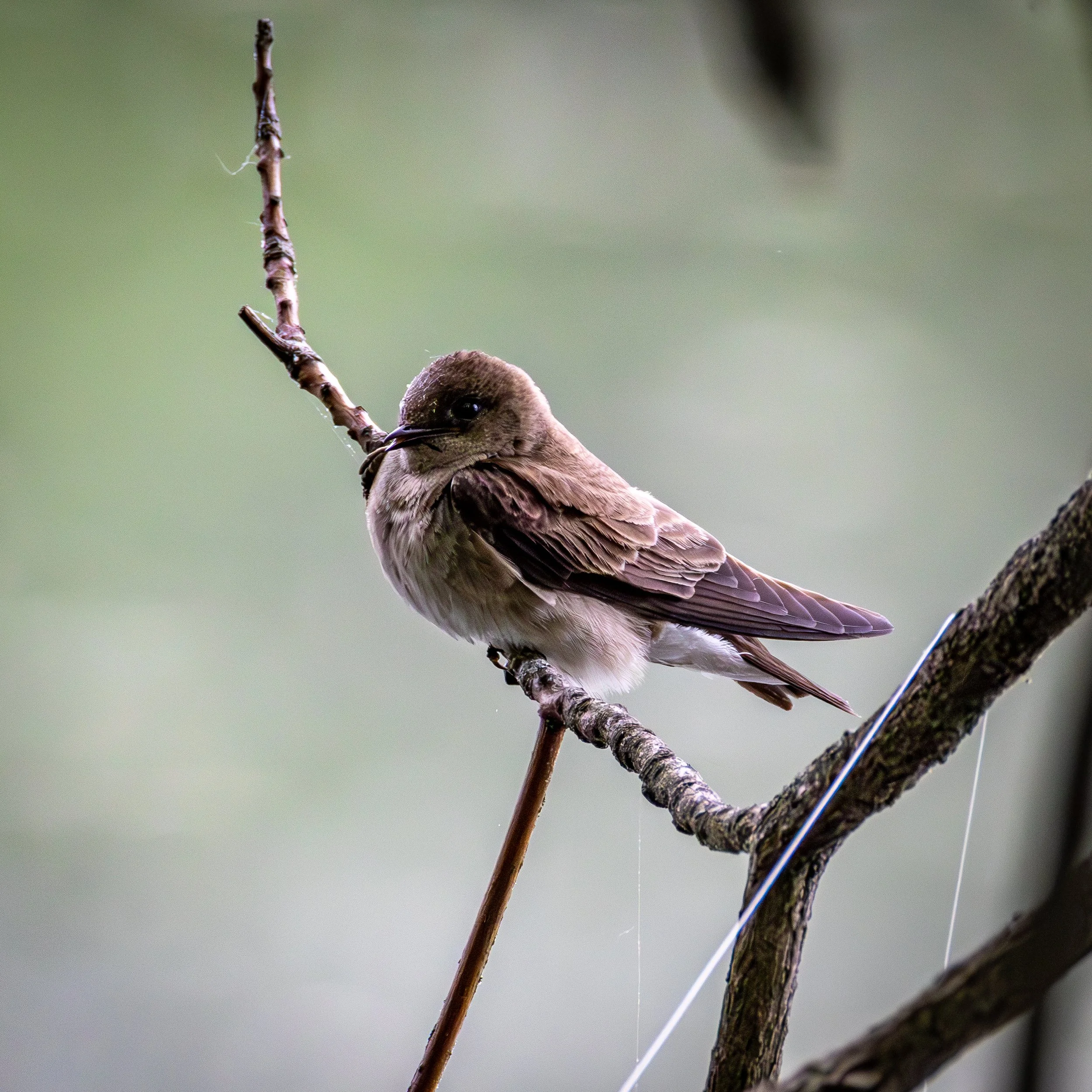 Rough-winged Swallow has brown back and wings, with a pale underside. 