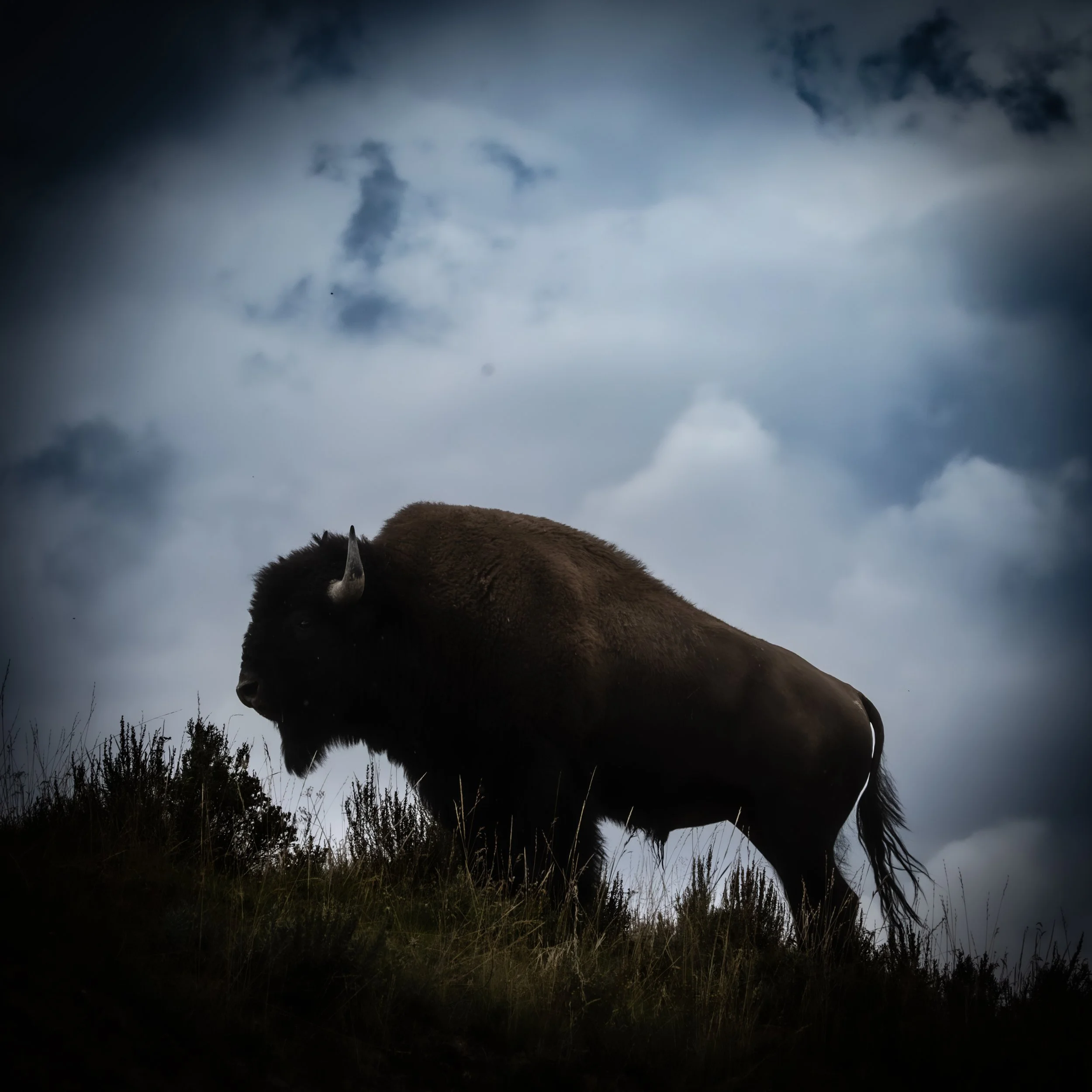 The Mighty American Bison