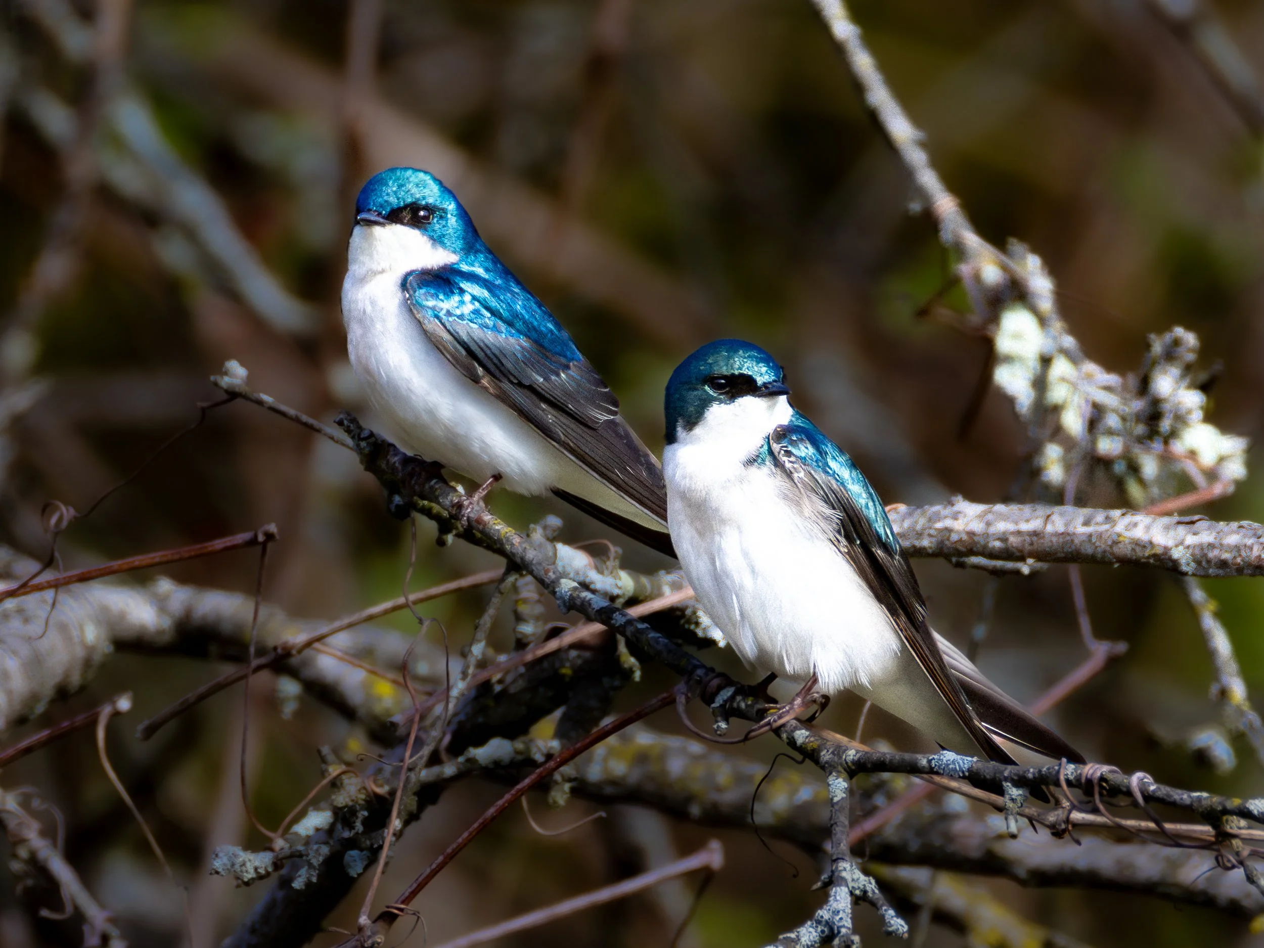 Tree Swallow