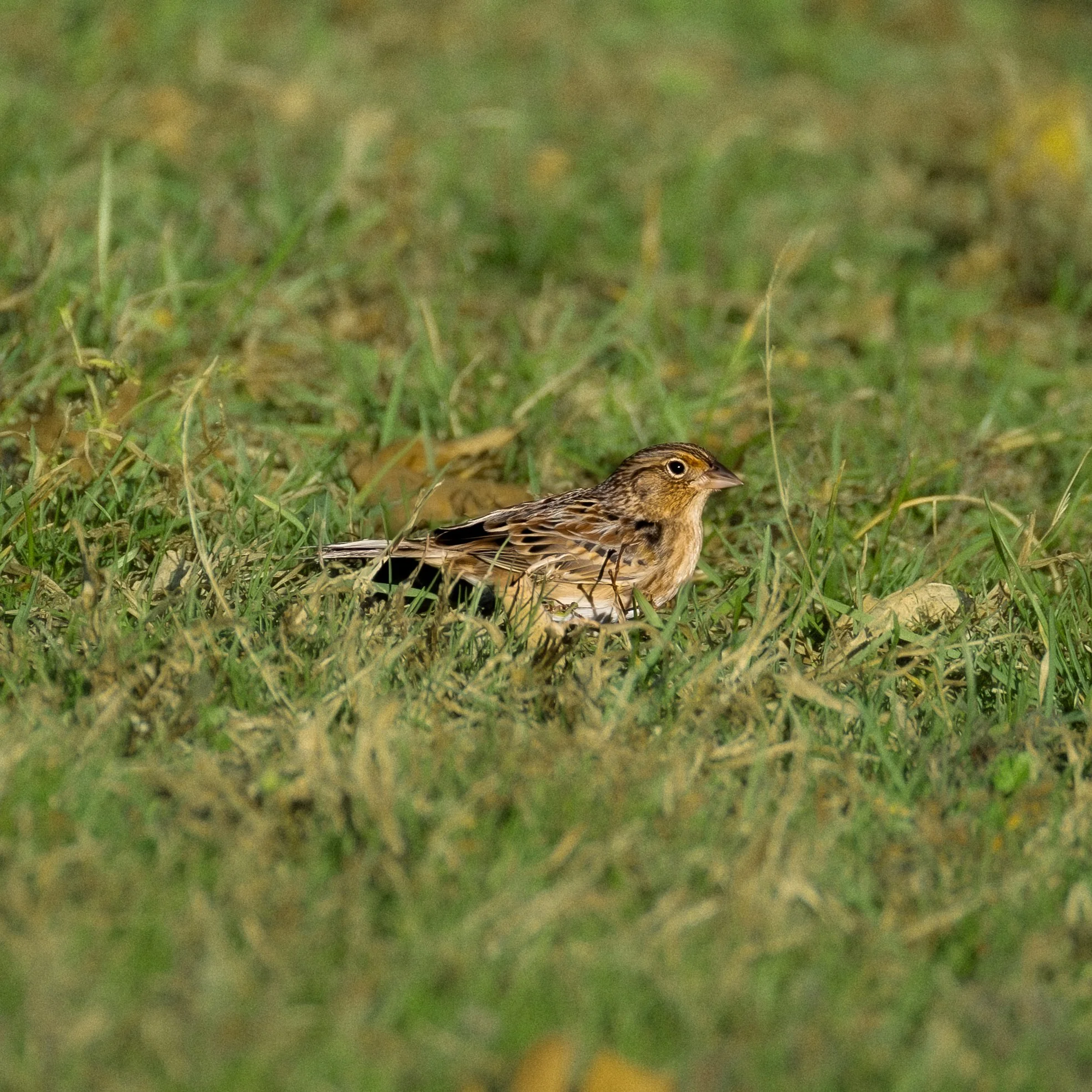 Grasshopper Sparrow