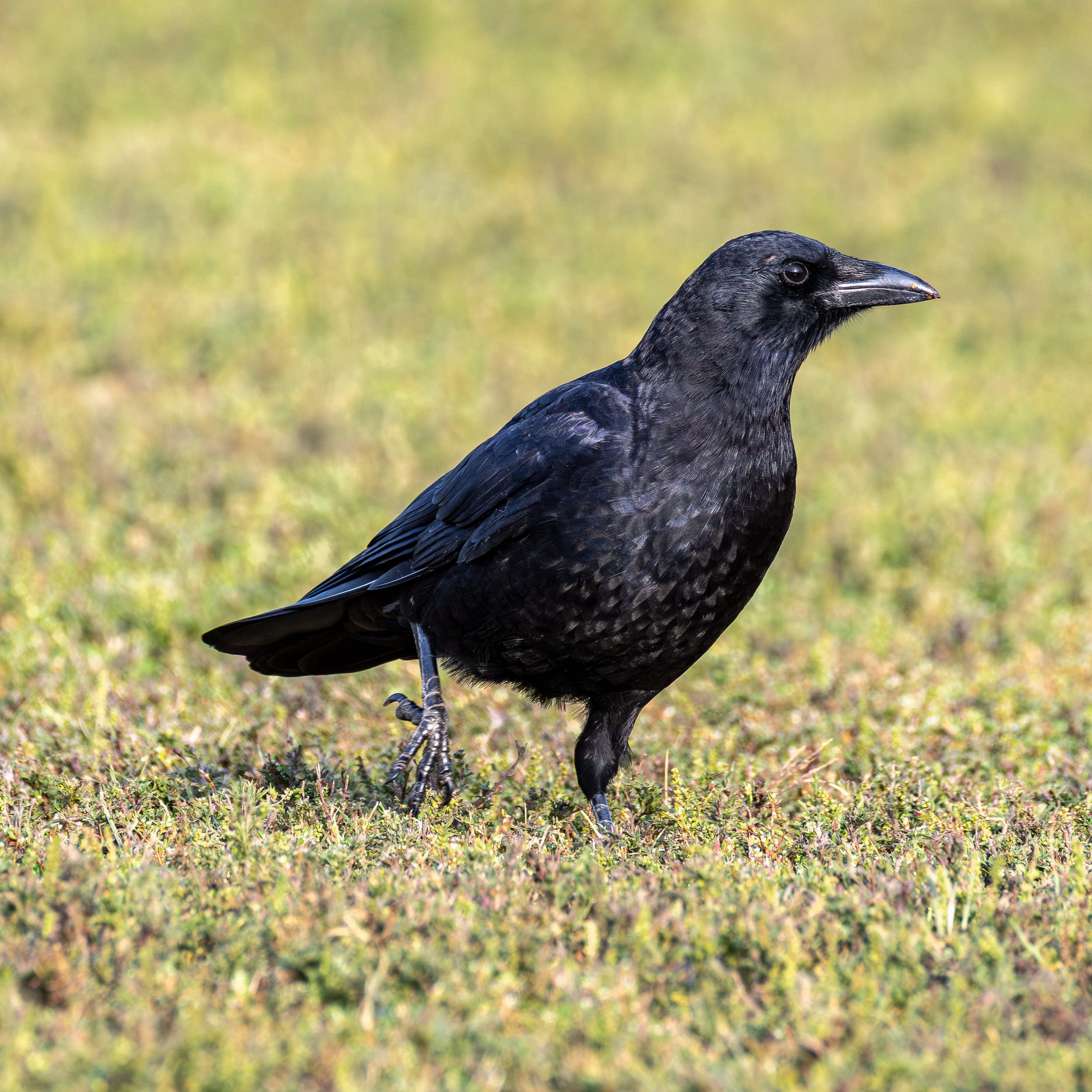 American Crow