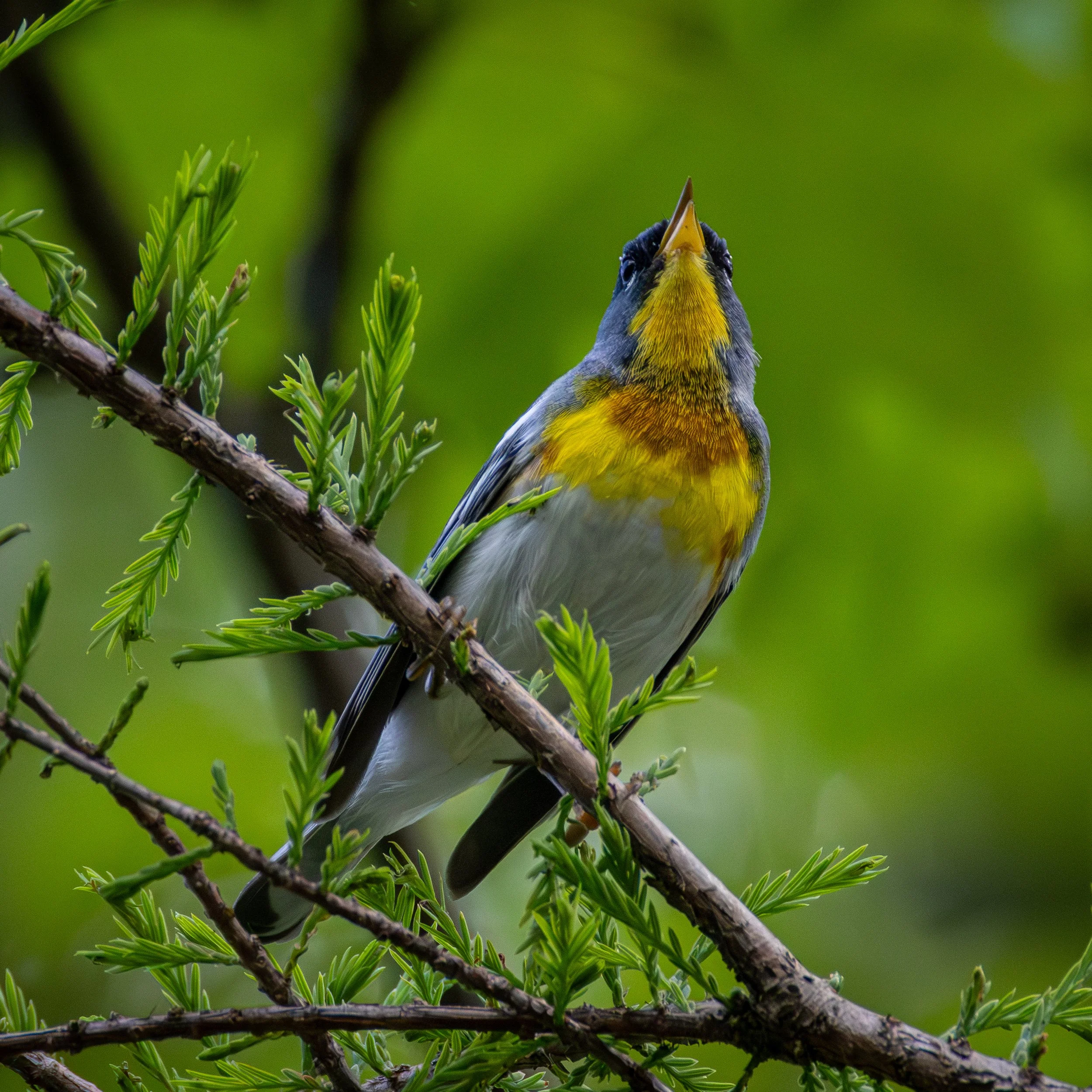 Northern Parula is mostly blue and while, but has a yellow chin and breast