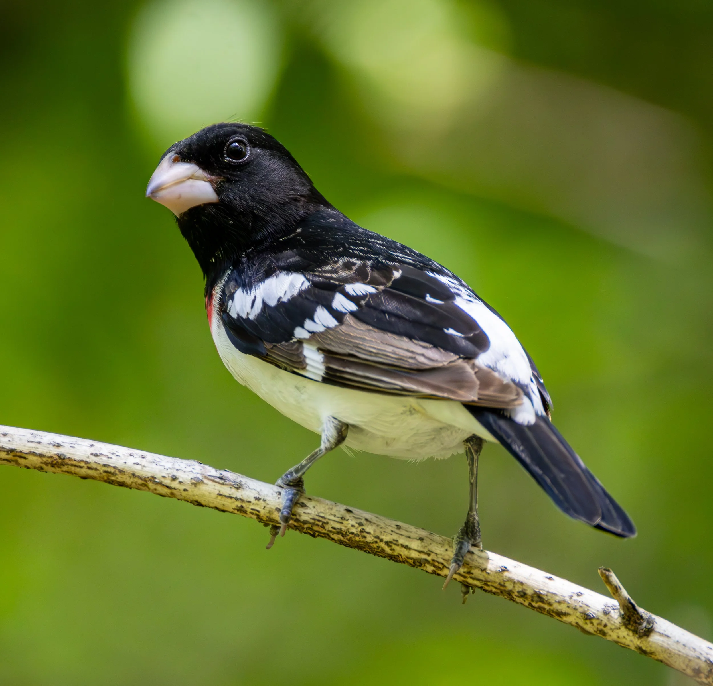 Rose-breasted Grossbeack has a black head, white body, and a scarlet chest patch.