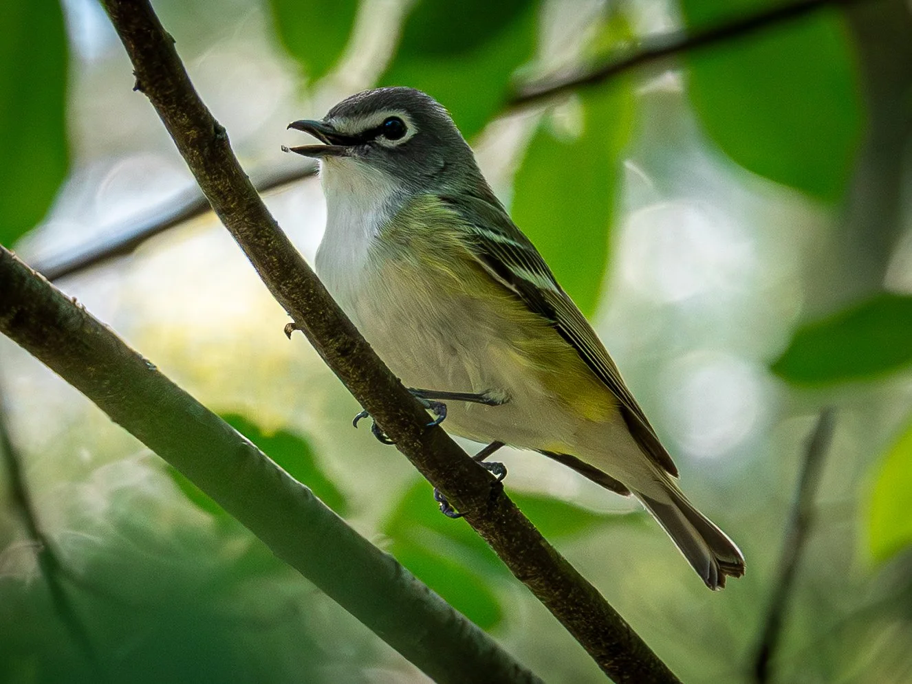 Blue-headed Vireo