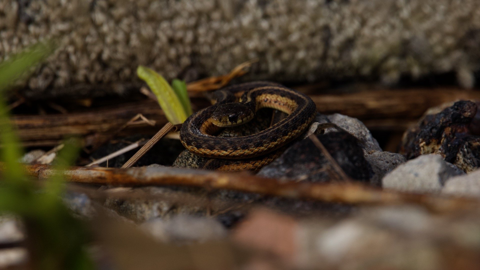 Garter Snake, Pelham Bay Park