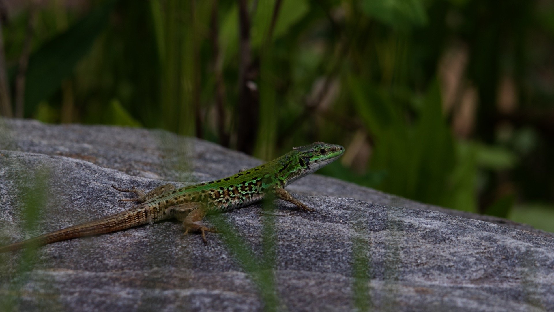 Italian Wall Lizard, Crotona Park