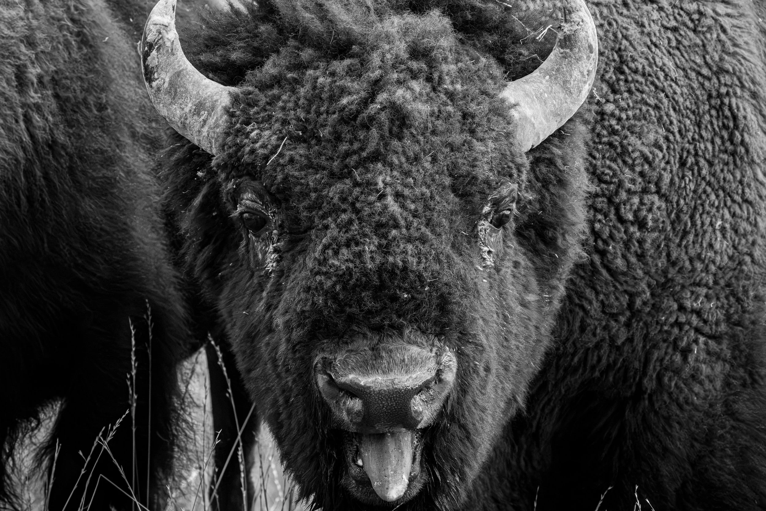 Bison Bellowing