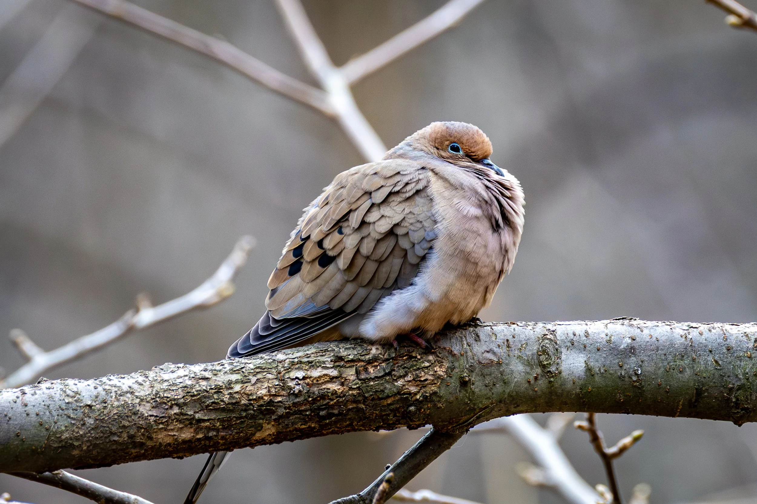 Mourning Dove