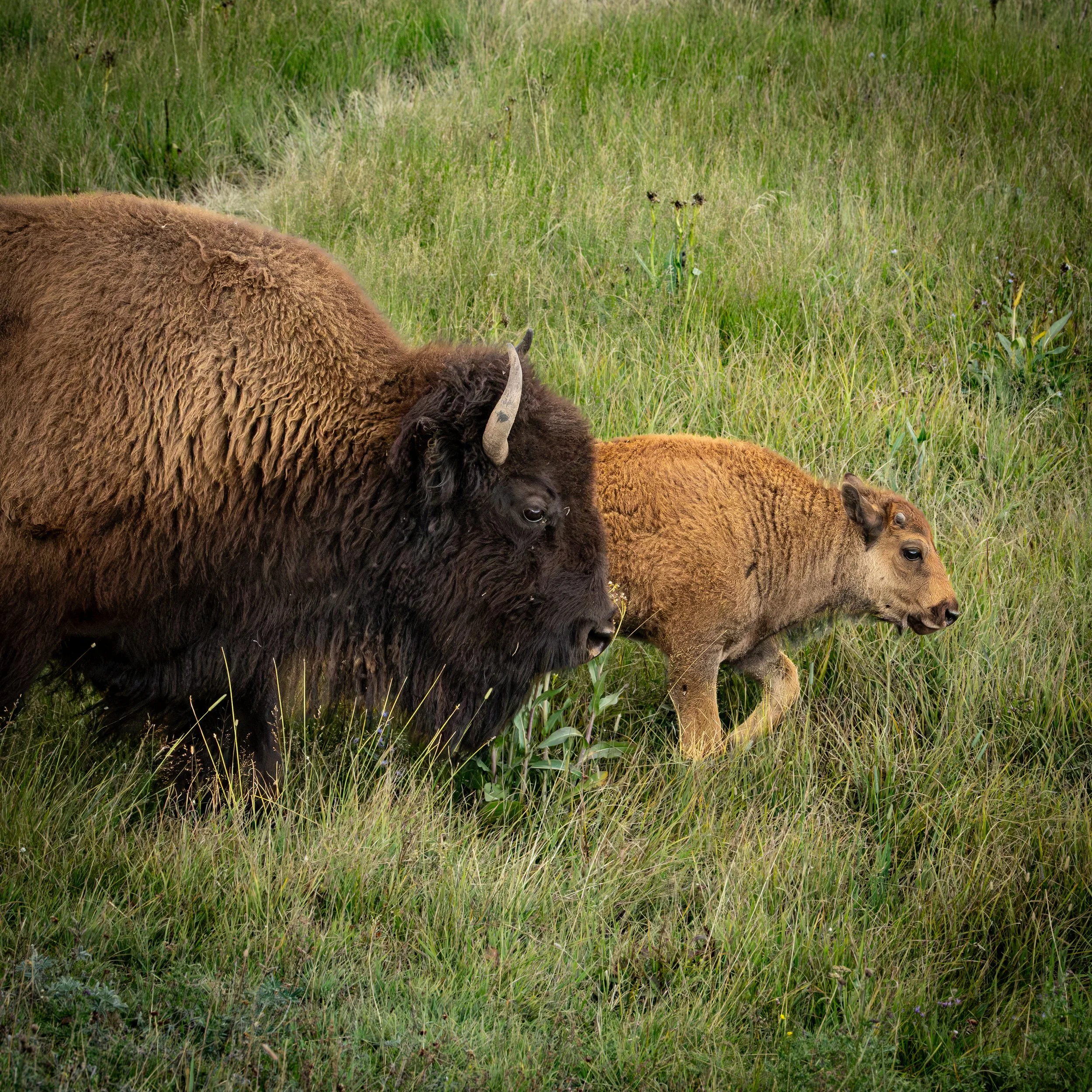 A Bison and a red dog