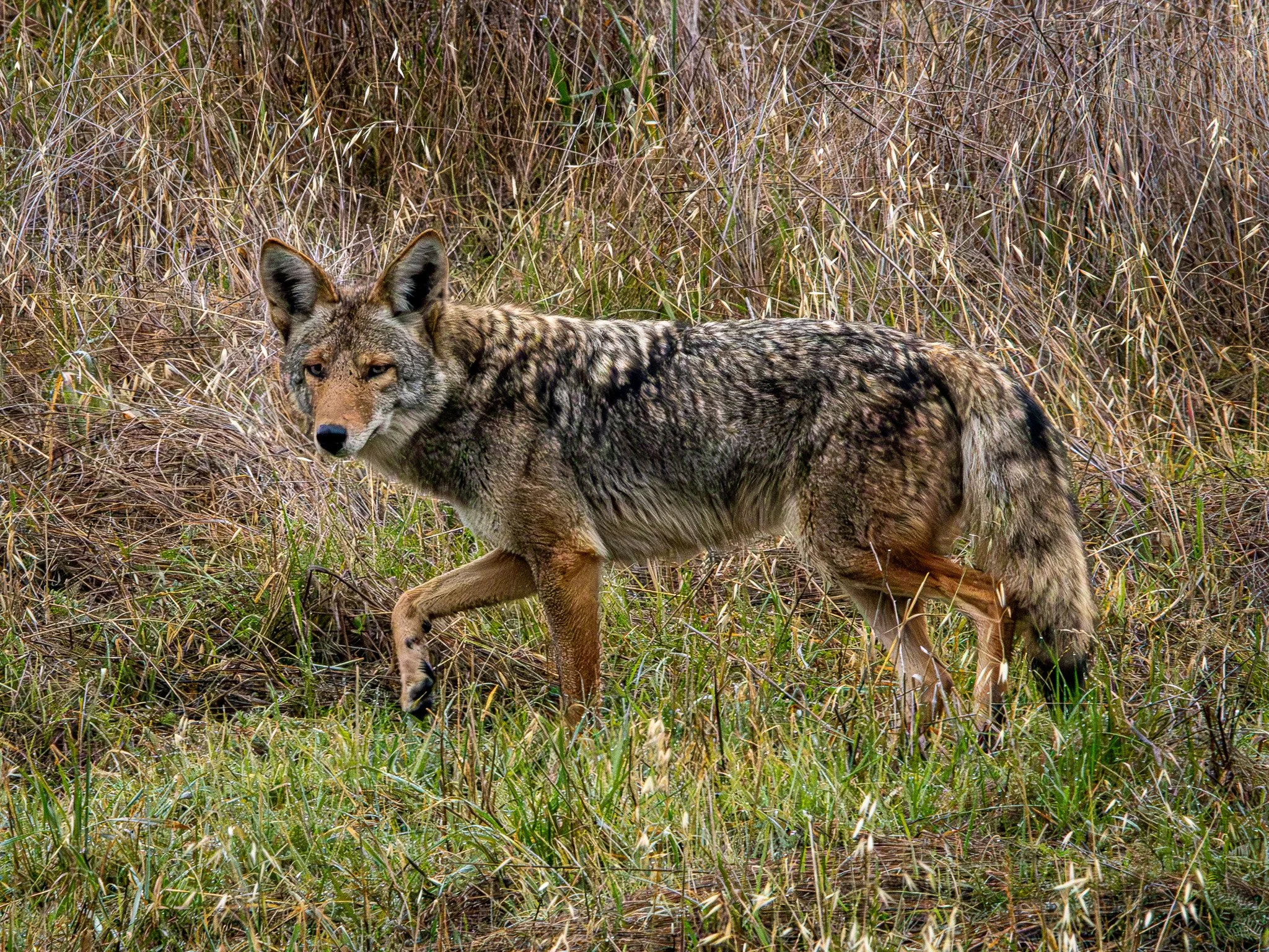 Western Coyote