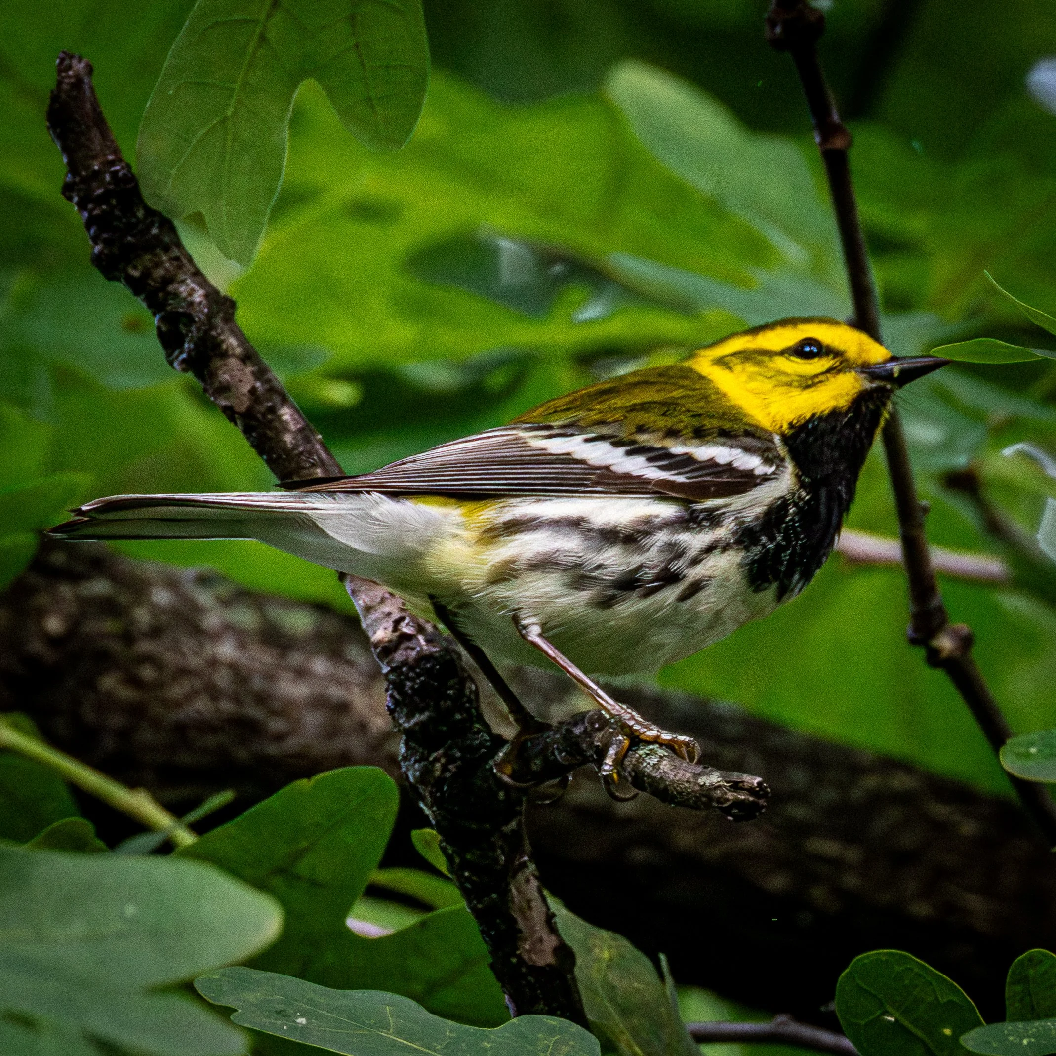Black-throated Green Warbler