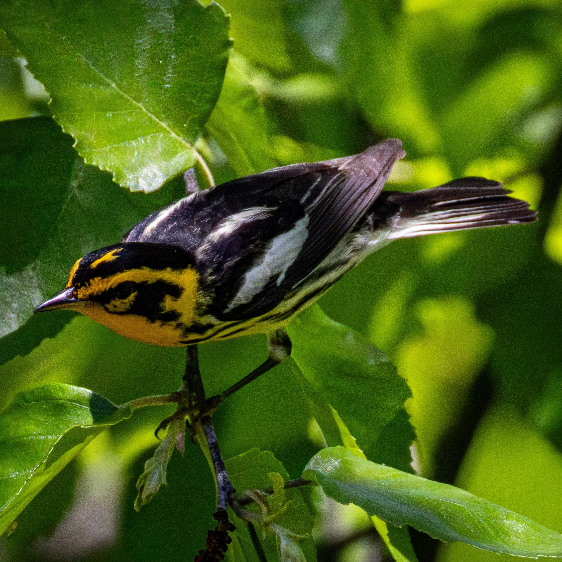 Blackburnian Warbler has thick black and white stripes across its wings and back with a black and orange head