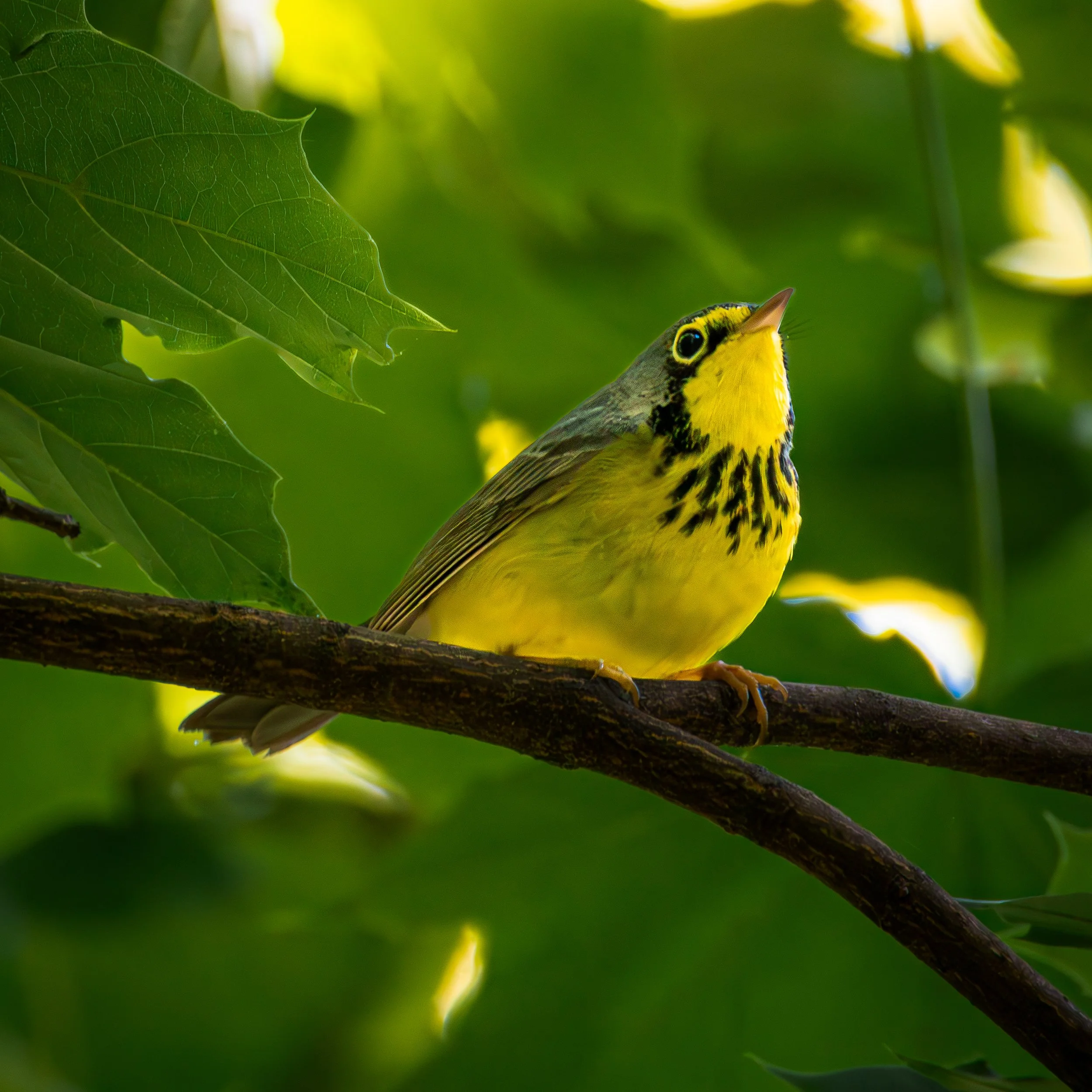 Canada Warbler- Yellow Underside with a blue-grey back and a spotted necklace