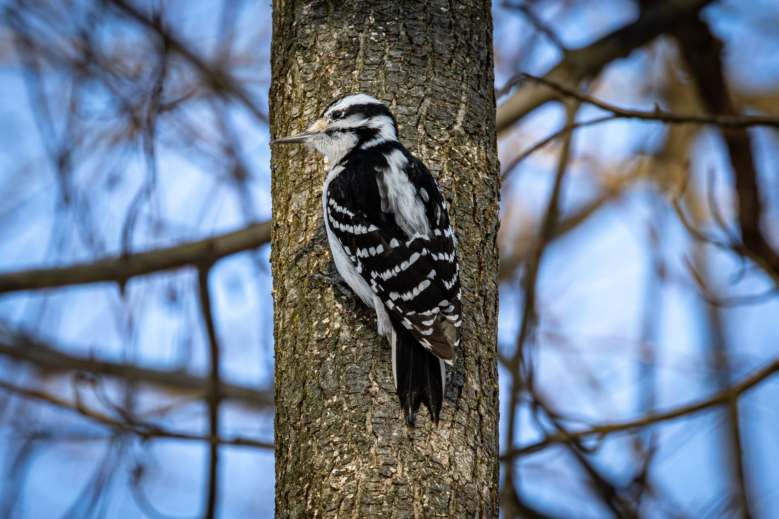 Hairy Woodpecker has striking black and white patters overall, with a longer beak than the Downy