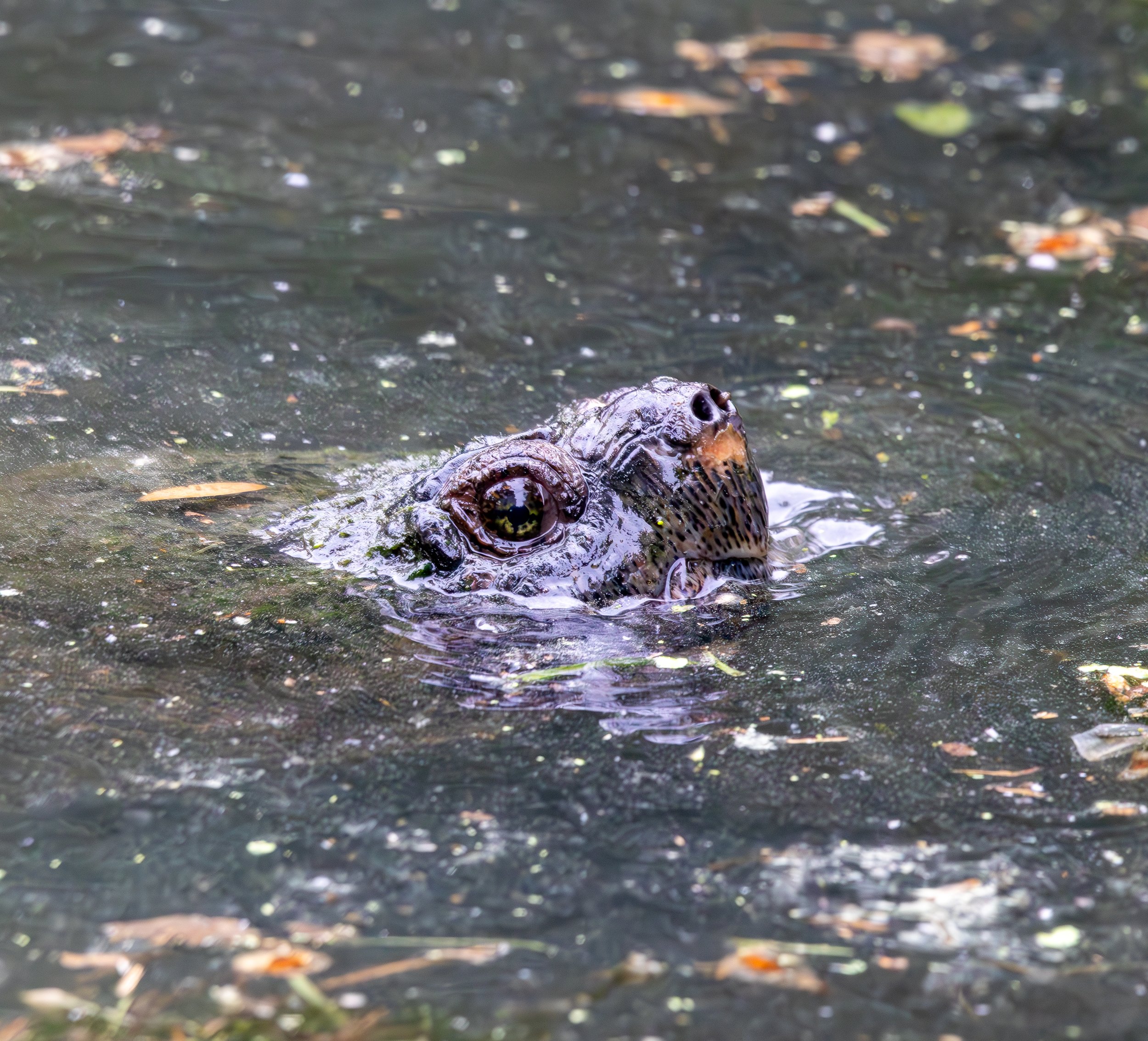 Common Snapping Turtle, Van Cortlandt Park