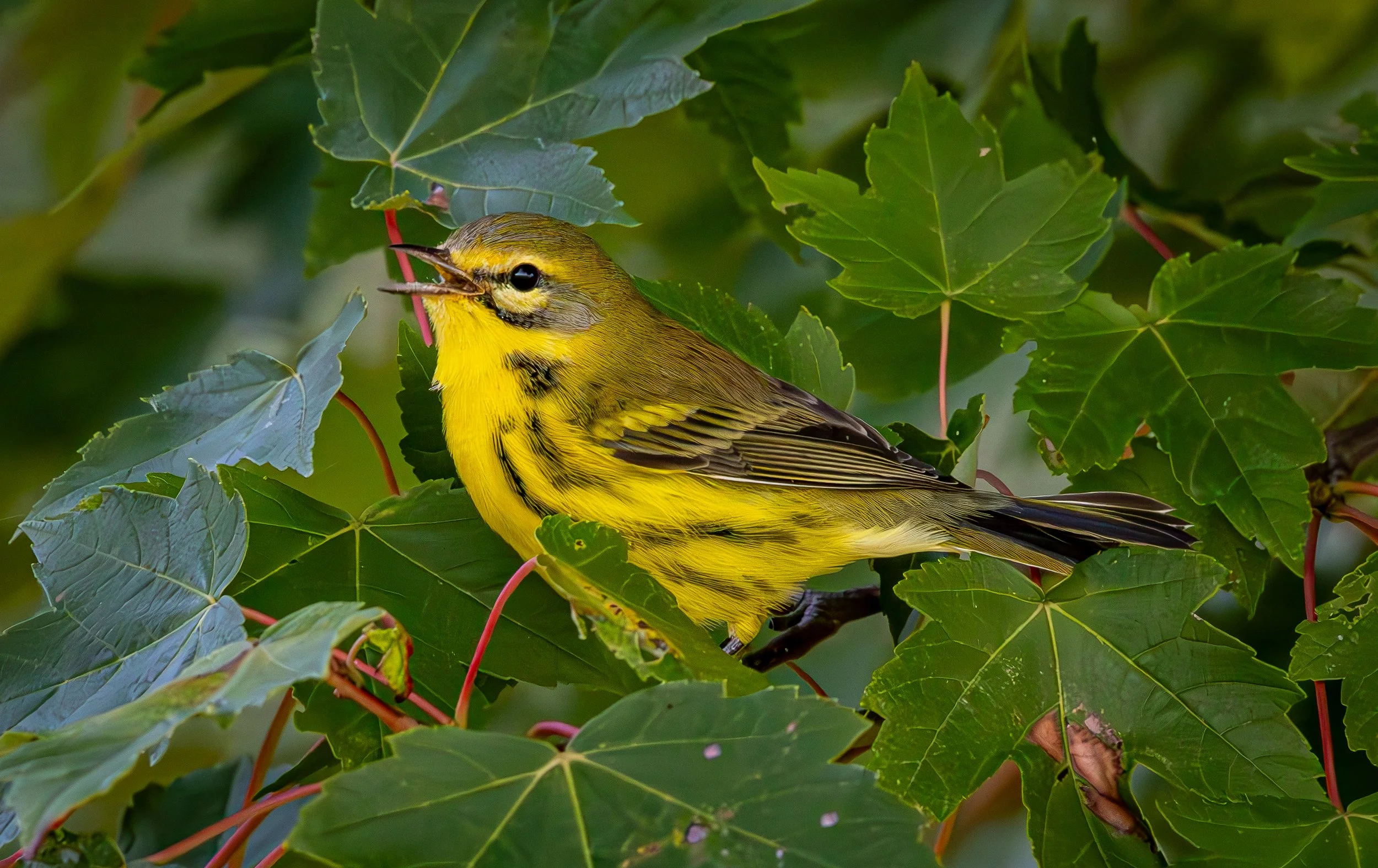 Prairie Warbler- Mostly Yellow, brown back with dark chest striping