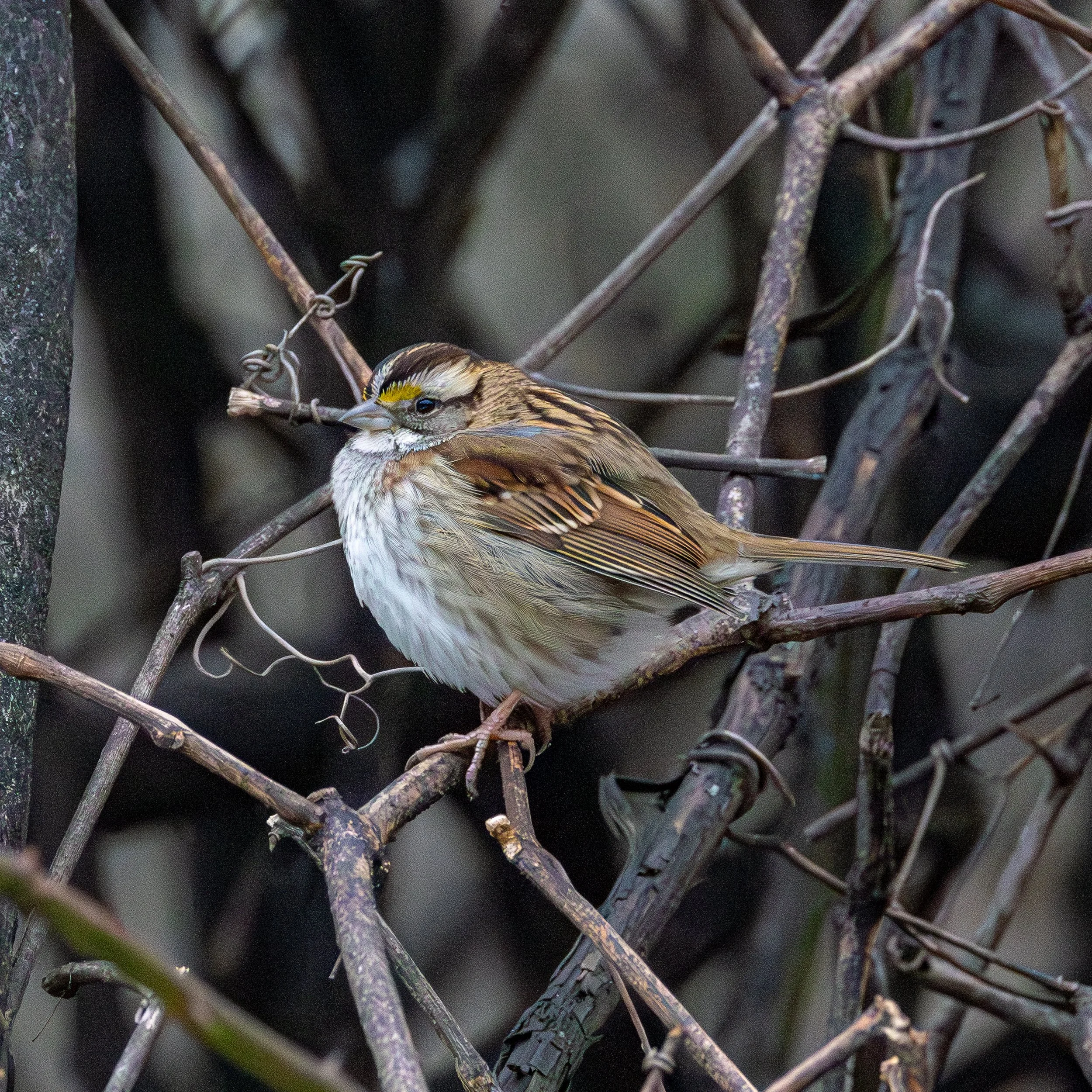 White-throated Sparrow