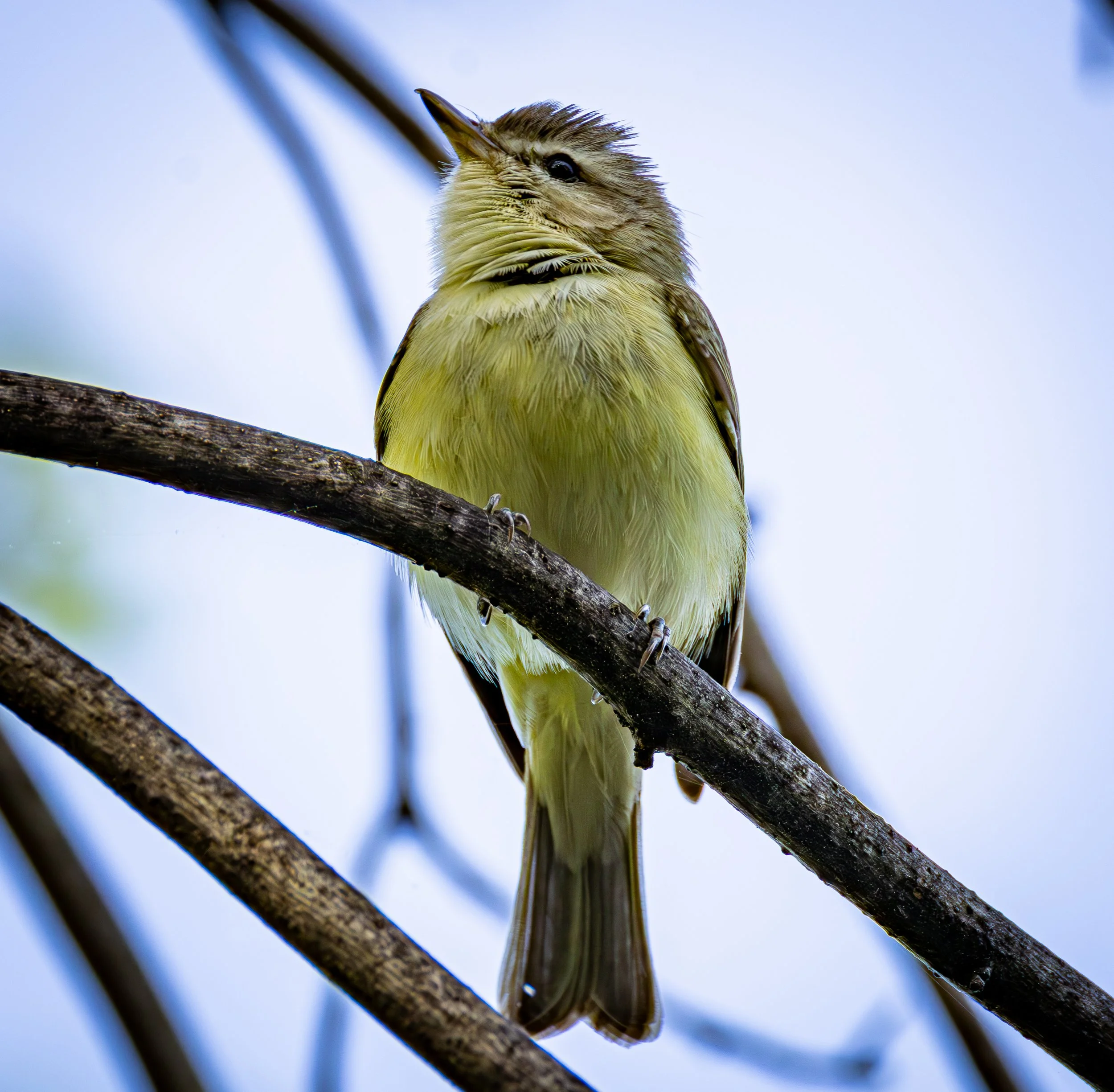 Red-eyed Vireo is mostly gold and pale yellow